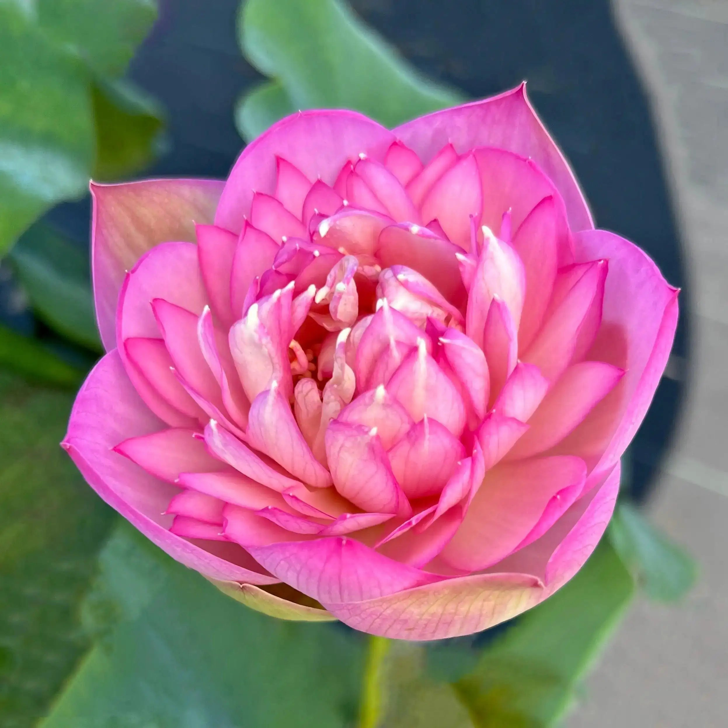 2024 Beauty Jing Lotus (Bare Root) - Globalnestes