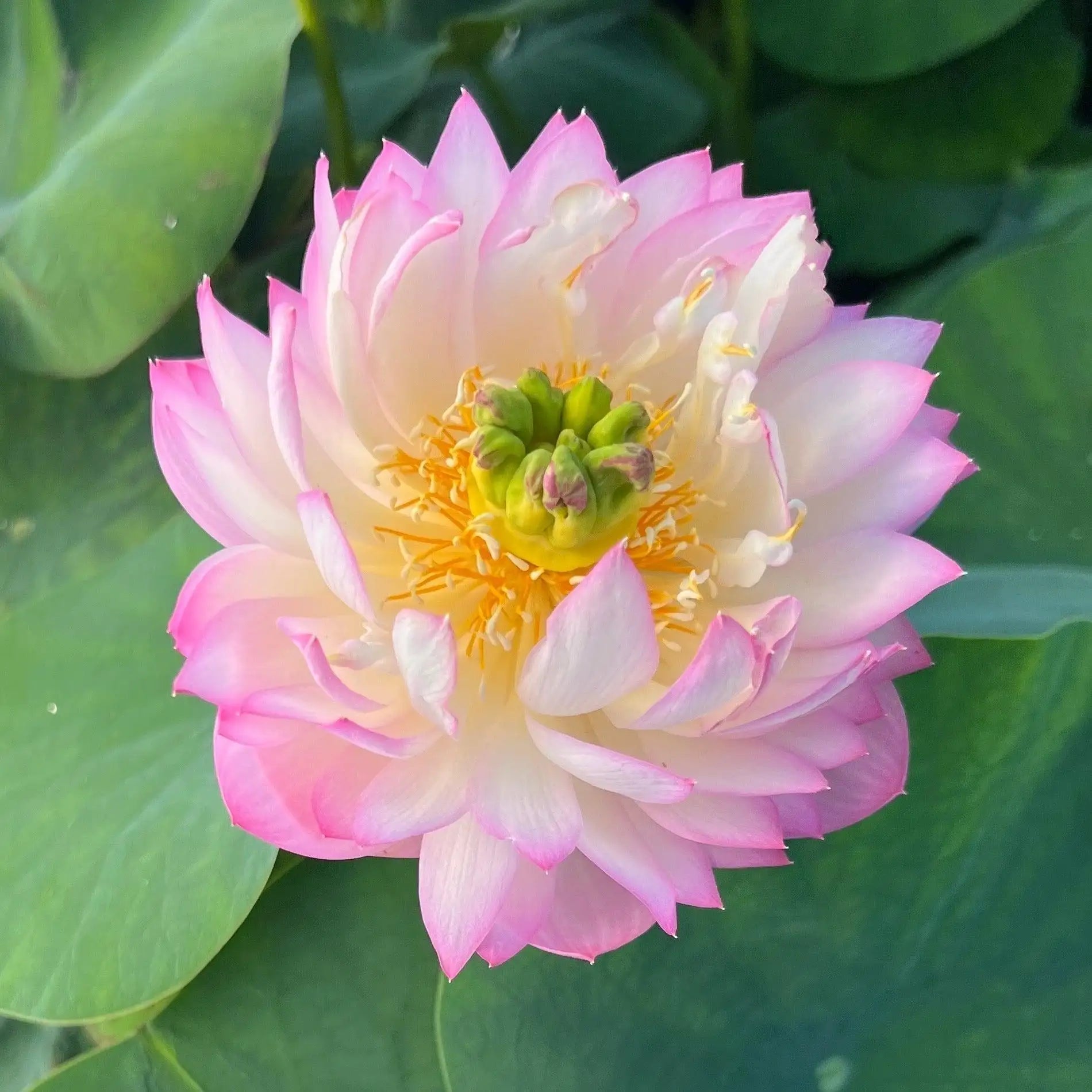 2024 Beauty Jing Lotus (Bare Root) - Globalnestes