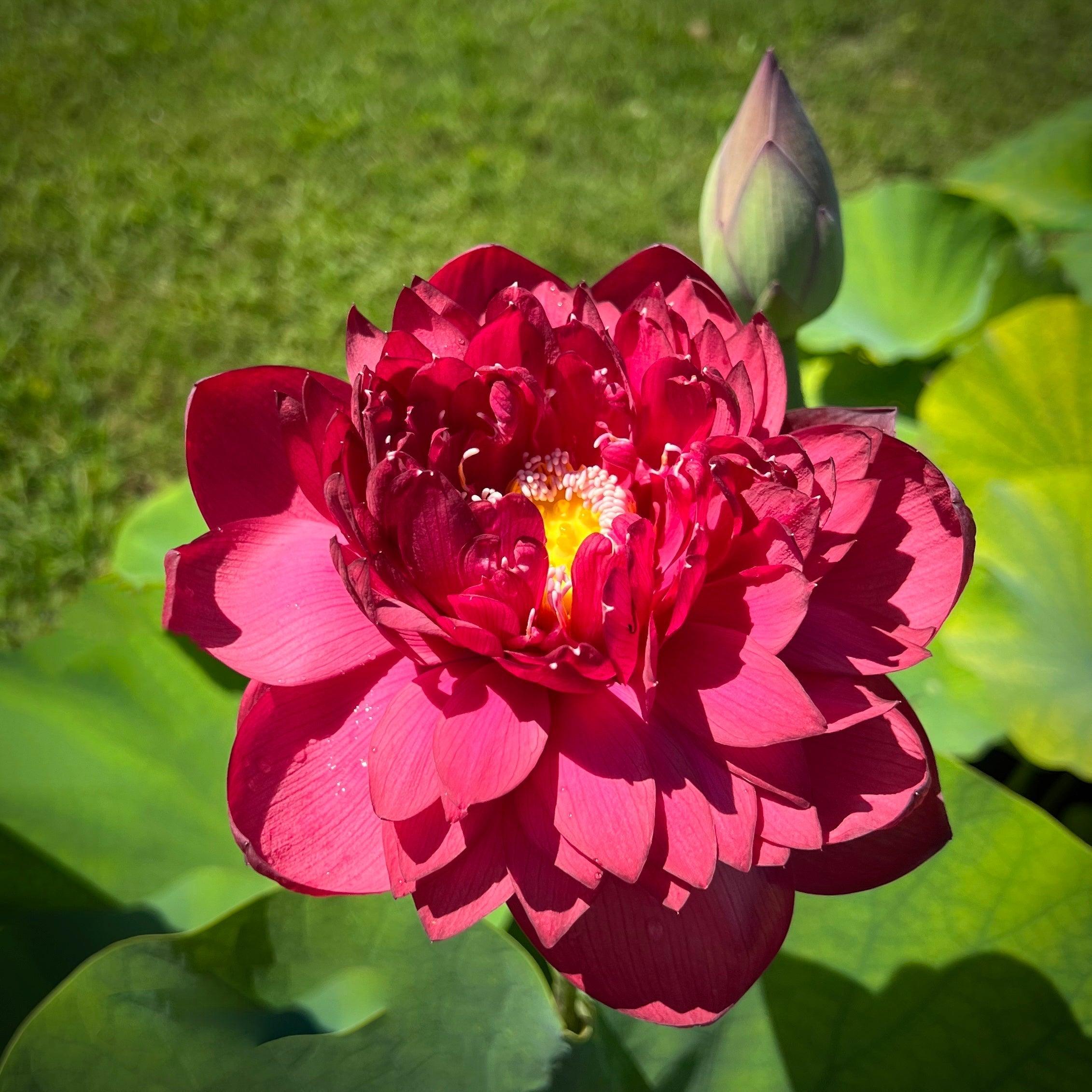 2024 Heart Blood 16 Lotus (Bare Root) - Globalnestes