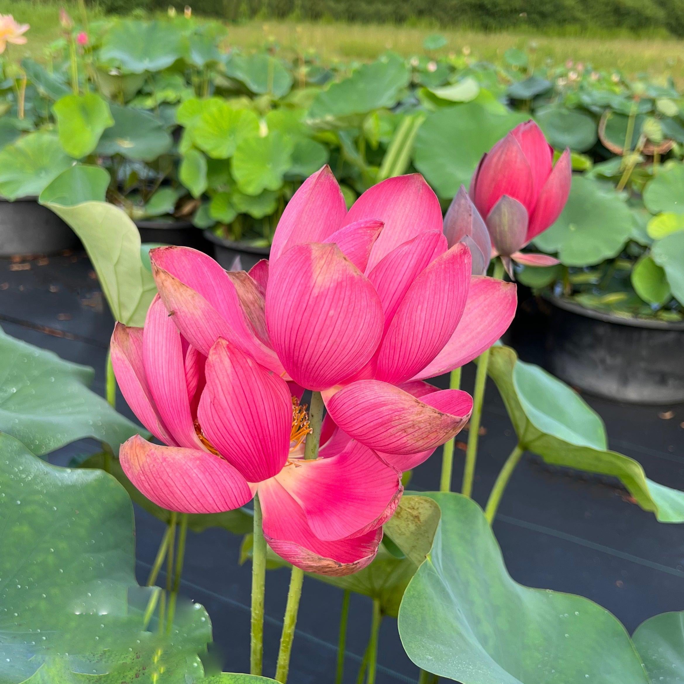 2024 Torch of Nanjing Lotus (Bare Root) - Globalnestes