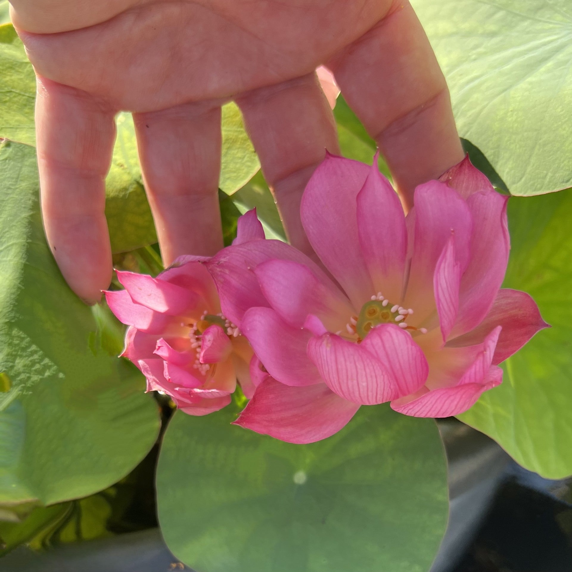 2025 Dixie Darling Miniature Lotus (Bare Root)
