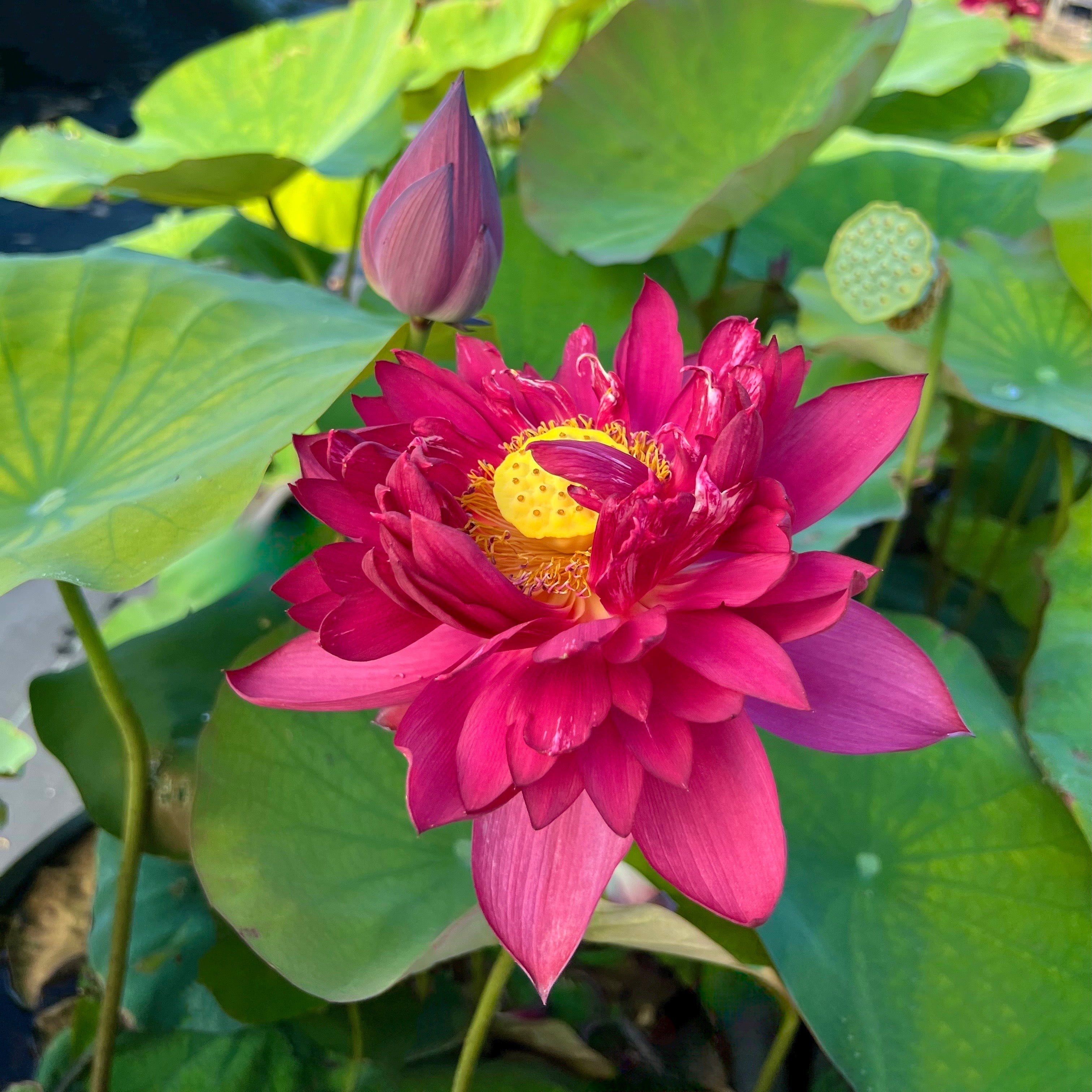 2025 Mo Hong Black Red Lotus (Bare Root)