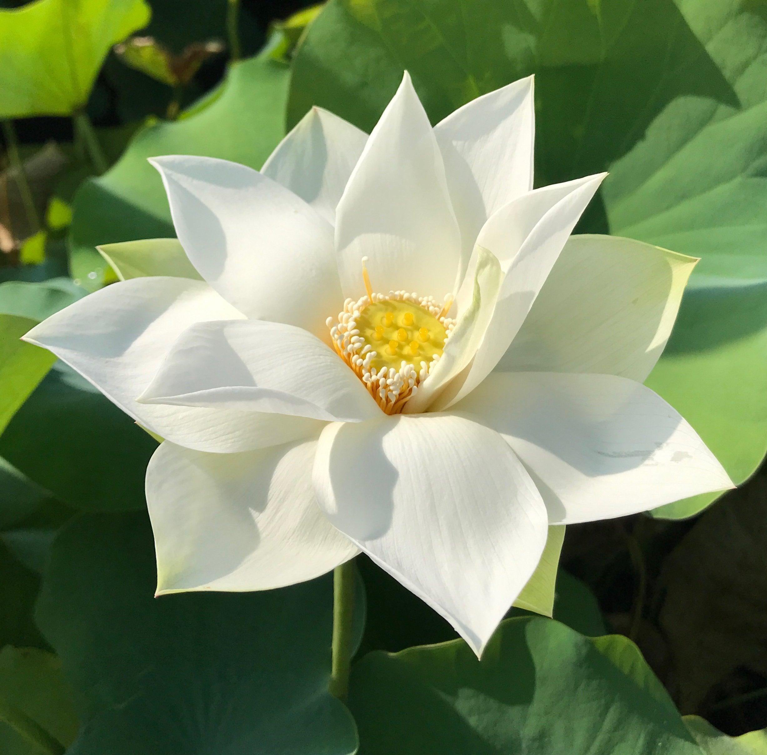 Baby Doll - Classic White Lotus (Bare Root) - Globalnestes
