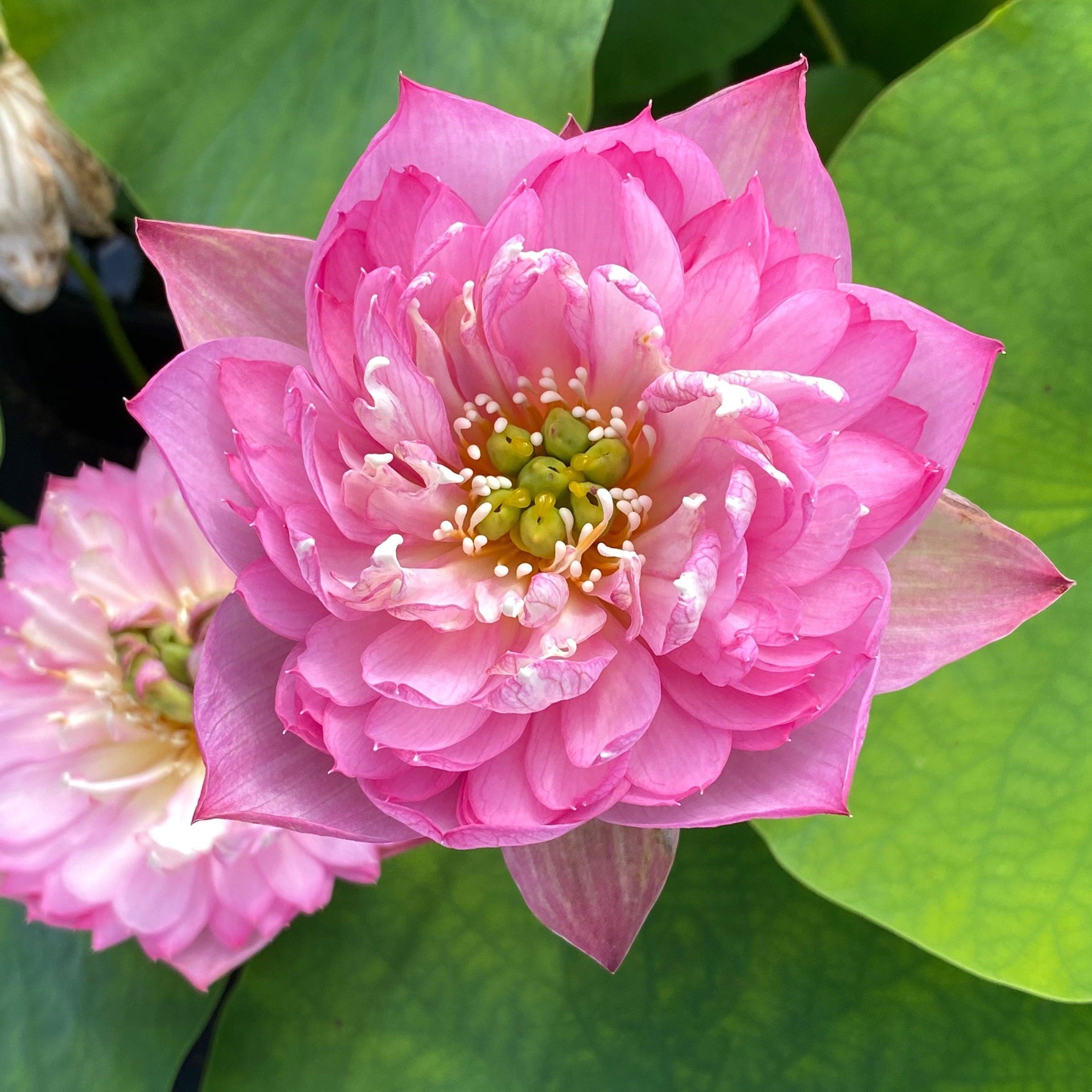 Elite Red - Sweet Flowers Lotus (Bare Root) - Globalnestes