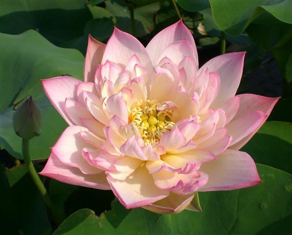 Imperial Concubine Out Of Bath Lotus (Bare Root) - Globalnestes