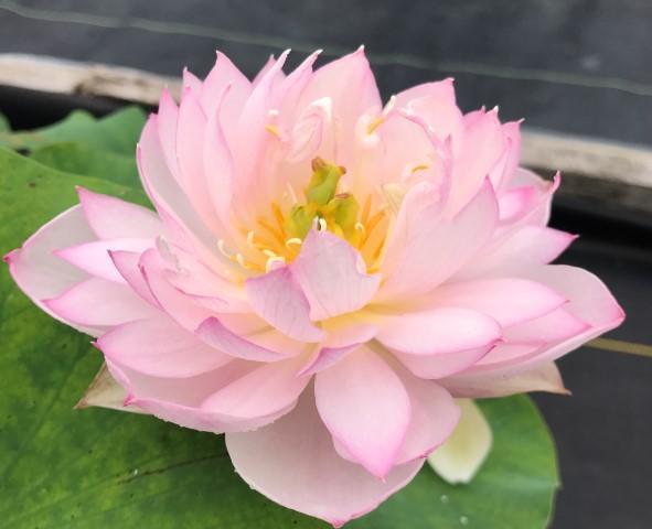 Imperial Concubine Out Of Bath Lotus (Bare Root) - Globalnestes