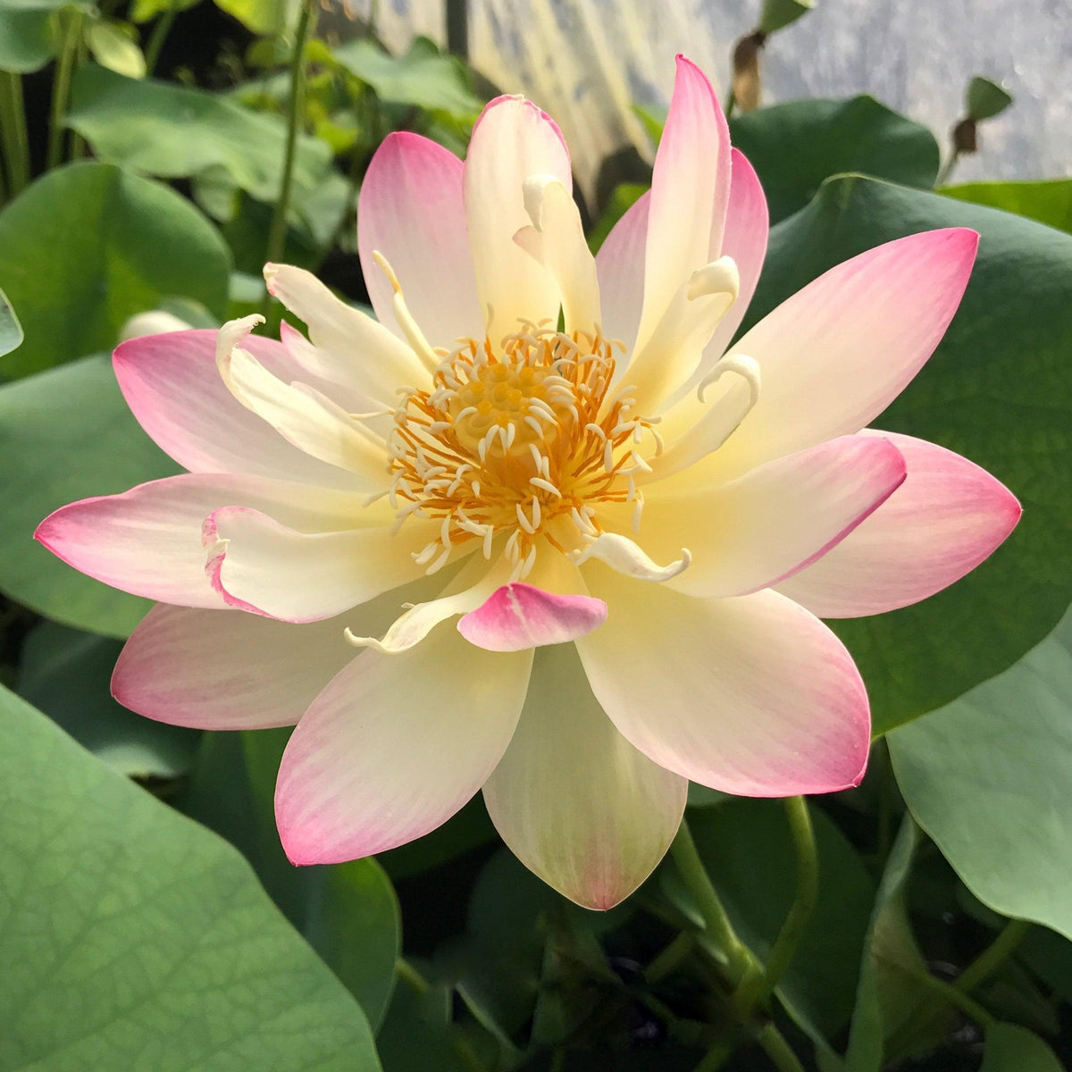 Nelumbo Nucifera 'Princess Abby' Lotus (Bare Root)