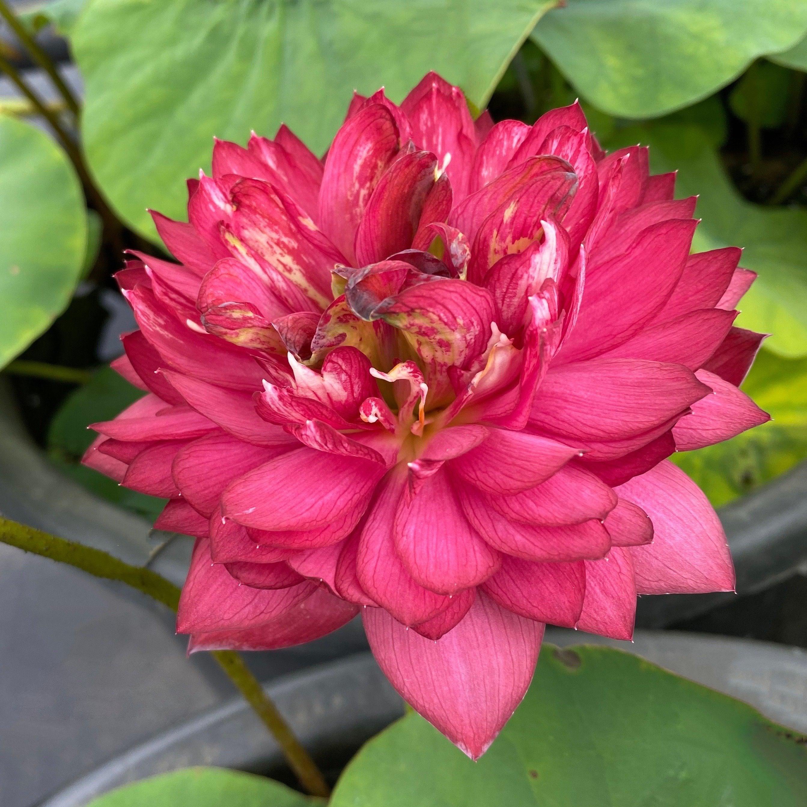 Rubies & Pearls - Deep, Dark Red Lotus (Bare Root) - Globalnestes