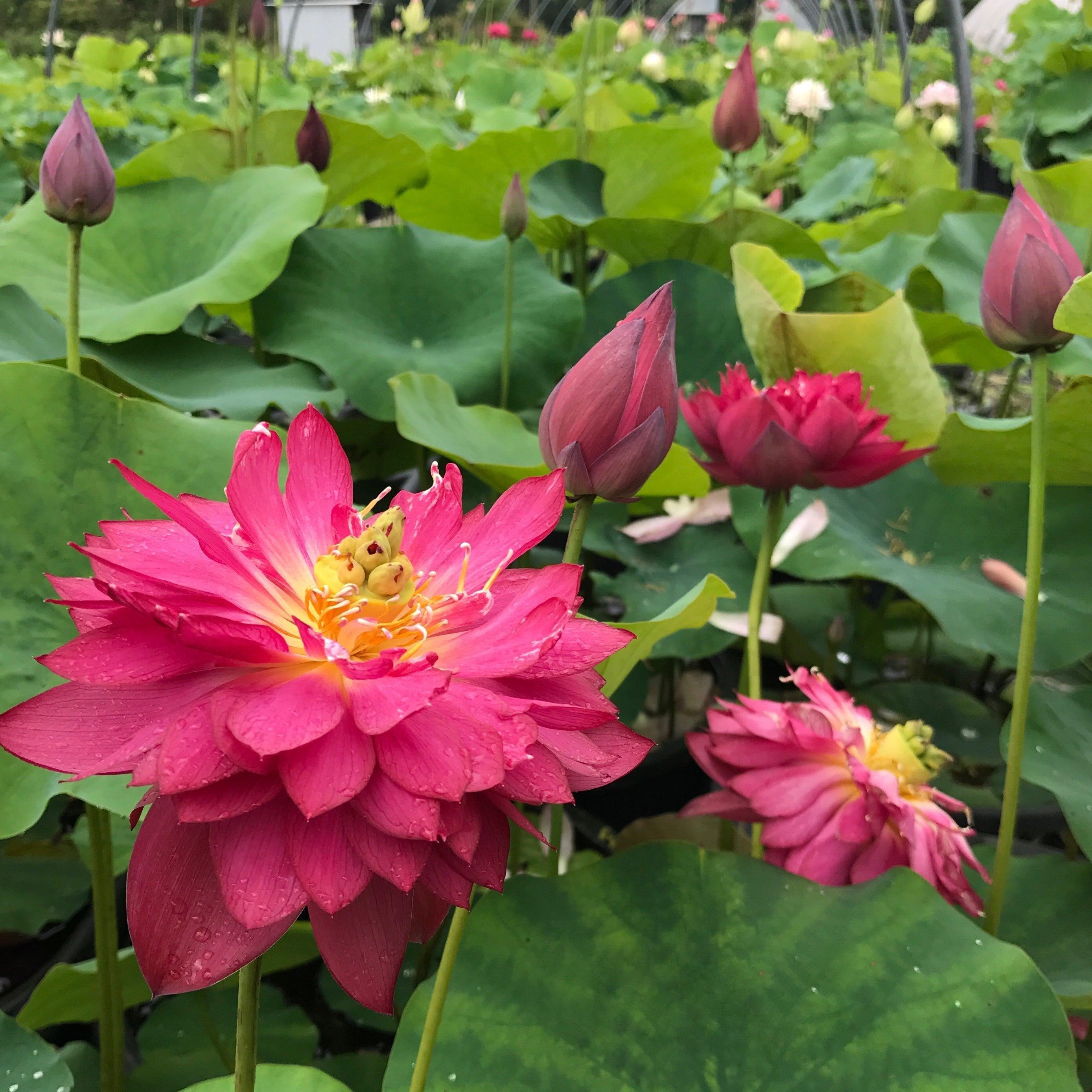 Rubies & Pearls - Deep, Dark Red Lotus (Bare Root) - Globalnestes