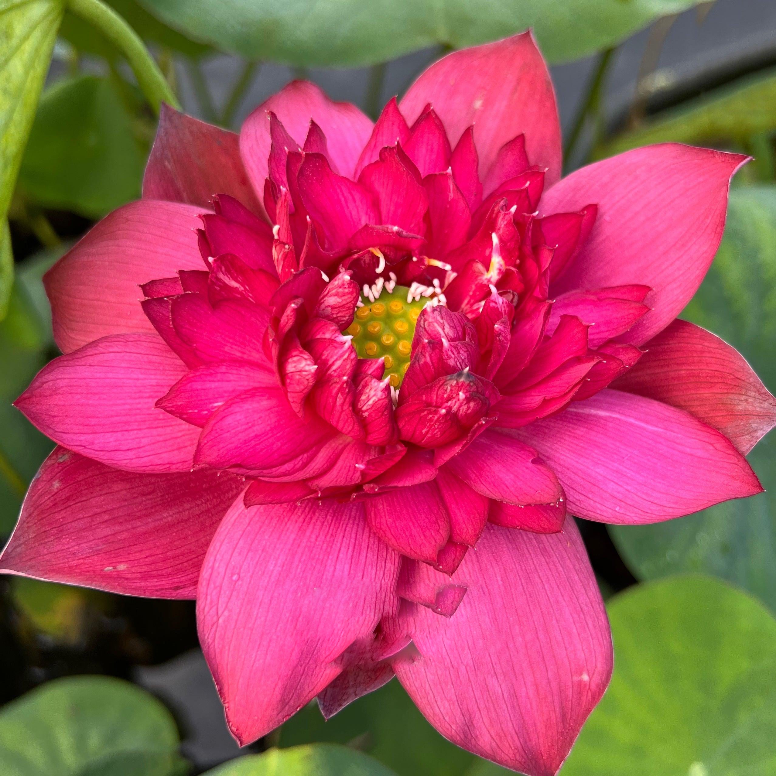 Rubies & Pearls - Deep, Dark Red Lotus (Bare Root) - Globalnestes