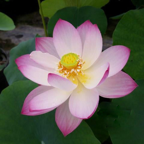 Sing Birdie Sing Lotus (Bare Root) - Globalnestes