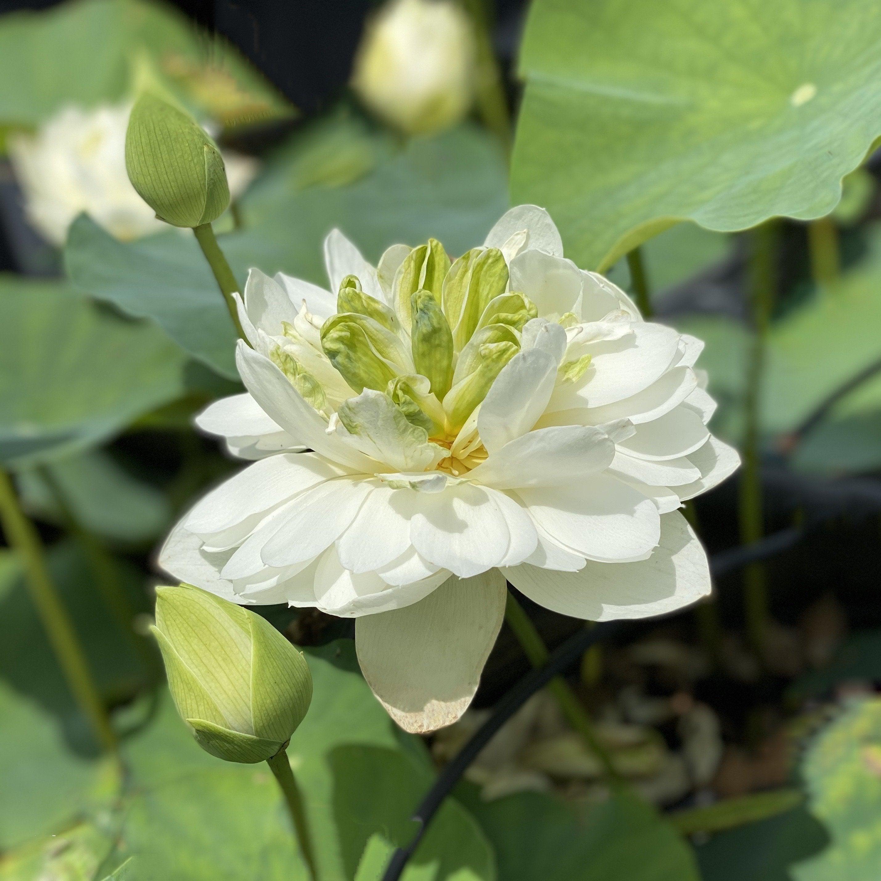 White Phoenix Lotus (Bare Root) - Globalnestes