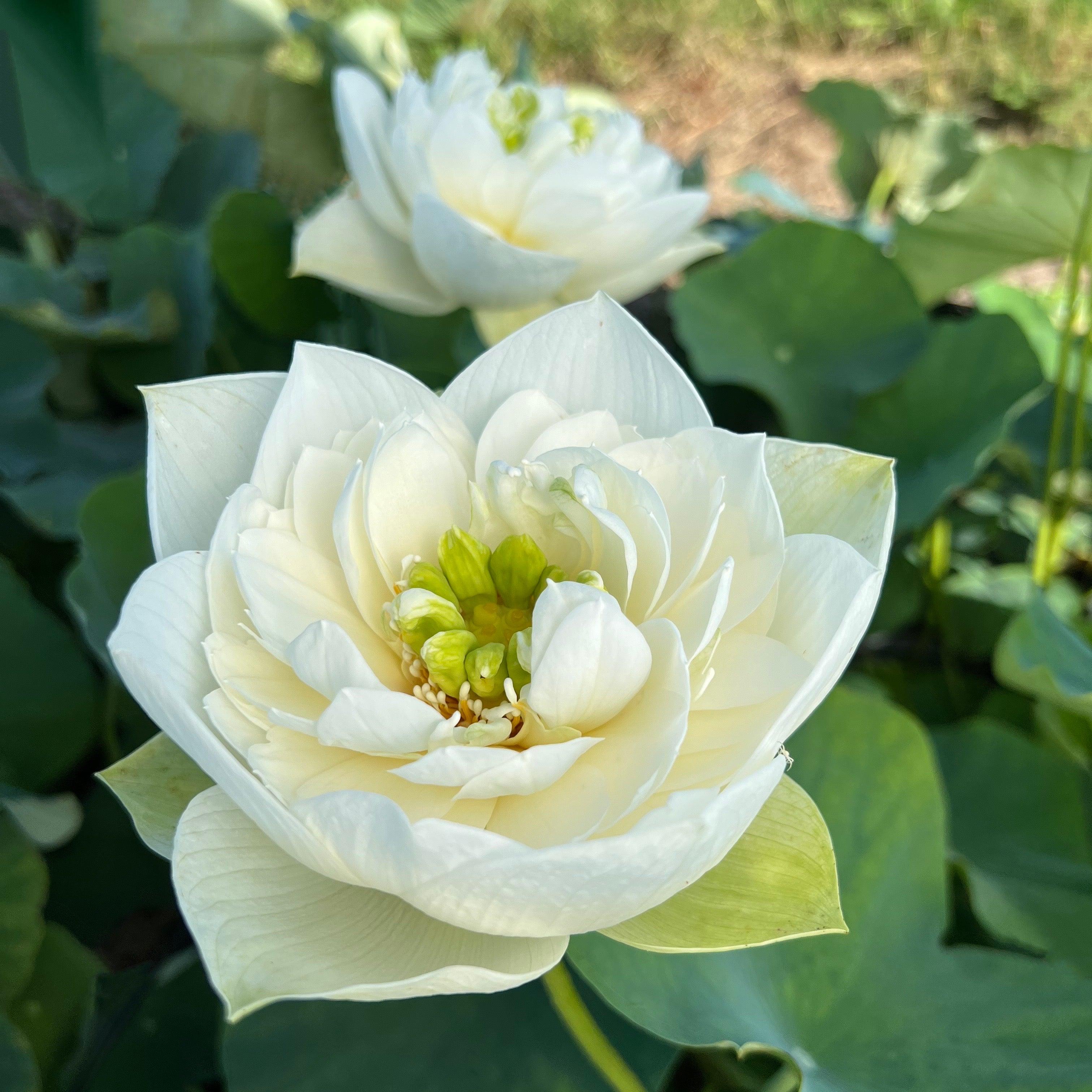 White Phoenix Lotus (Bare Root) - Globalnestes