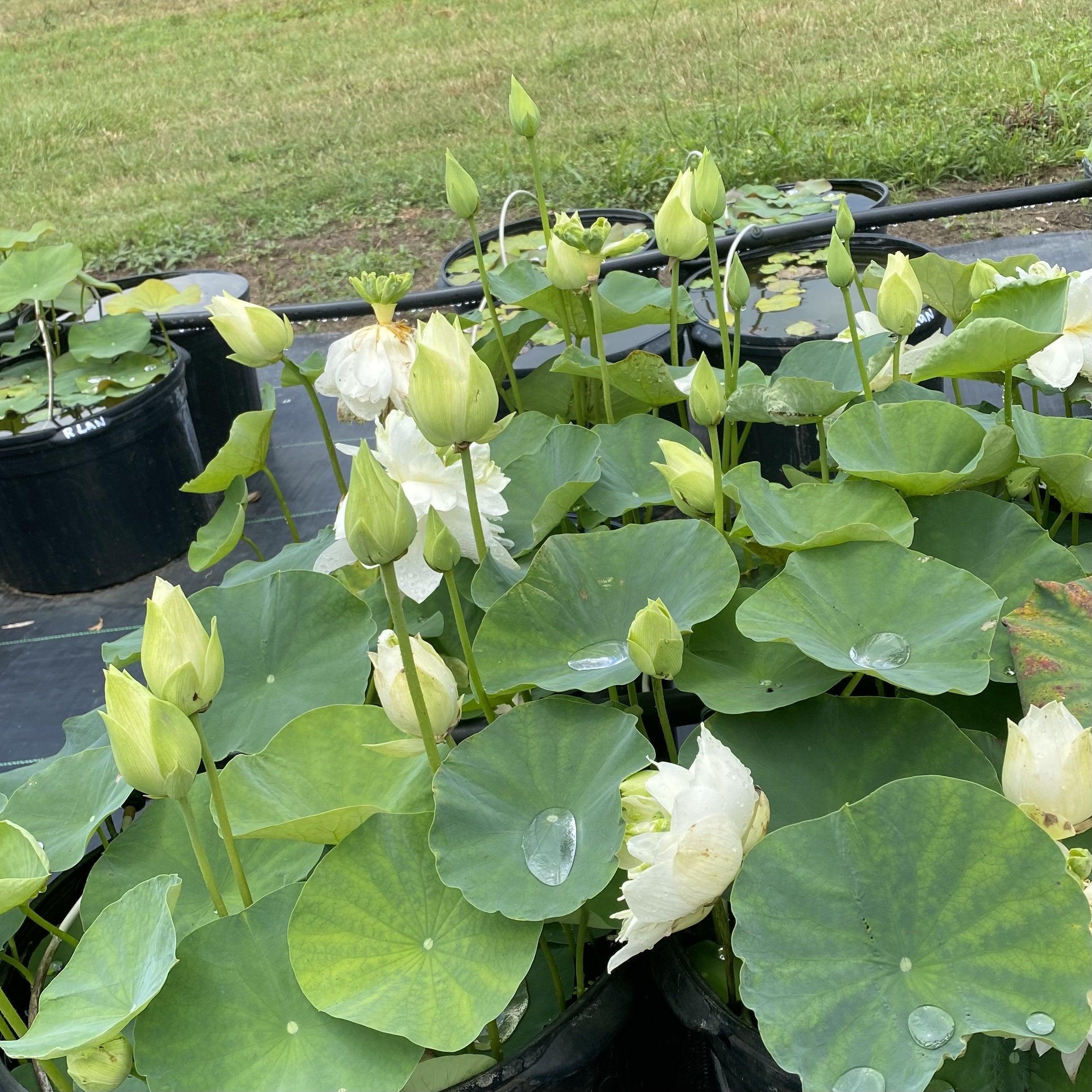 White Phoenix Lotus (Bare Root) - Globalnestes