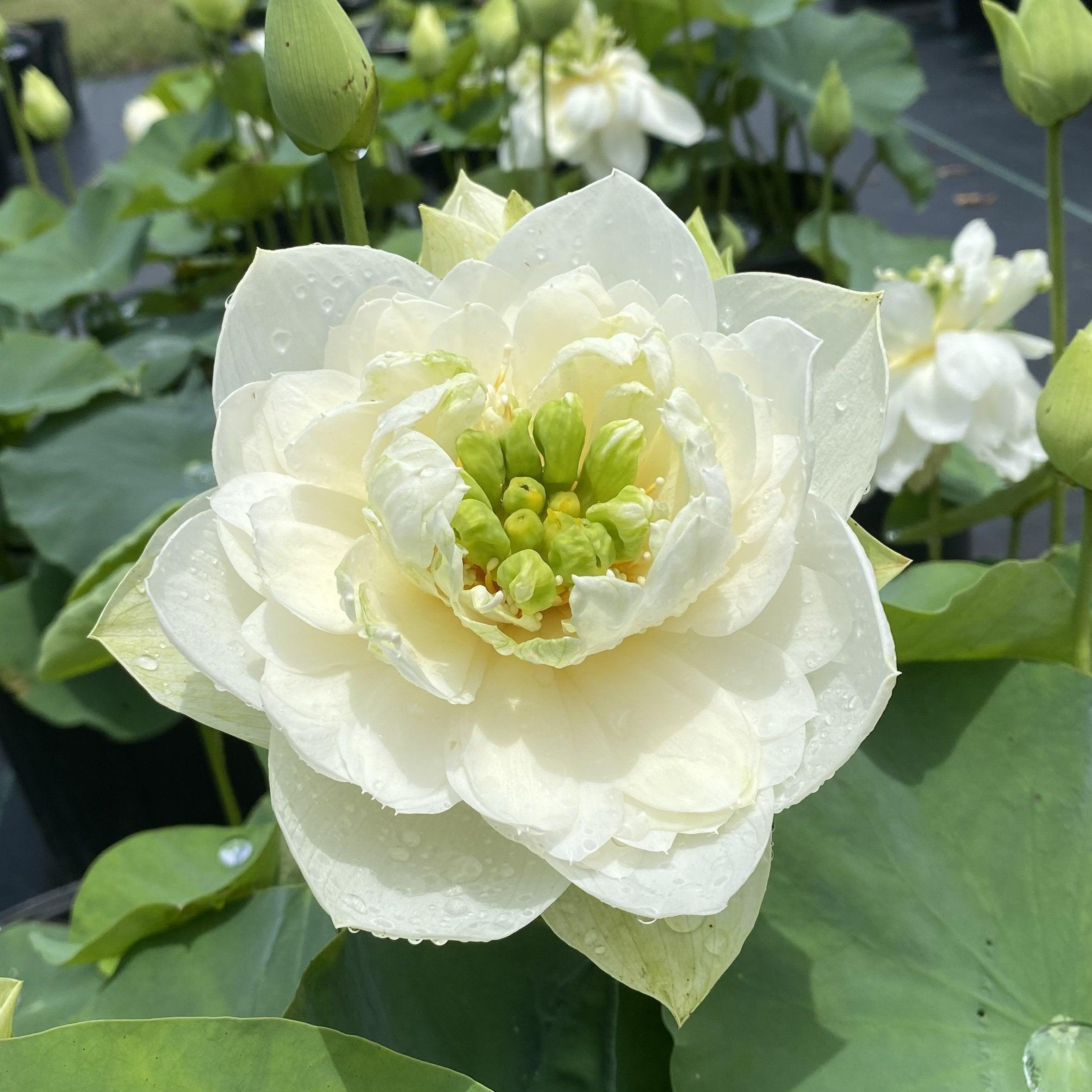 White Phoenix Lotus (Bare Root) - Globalnestes