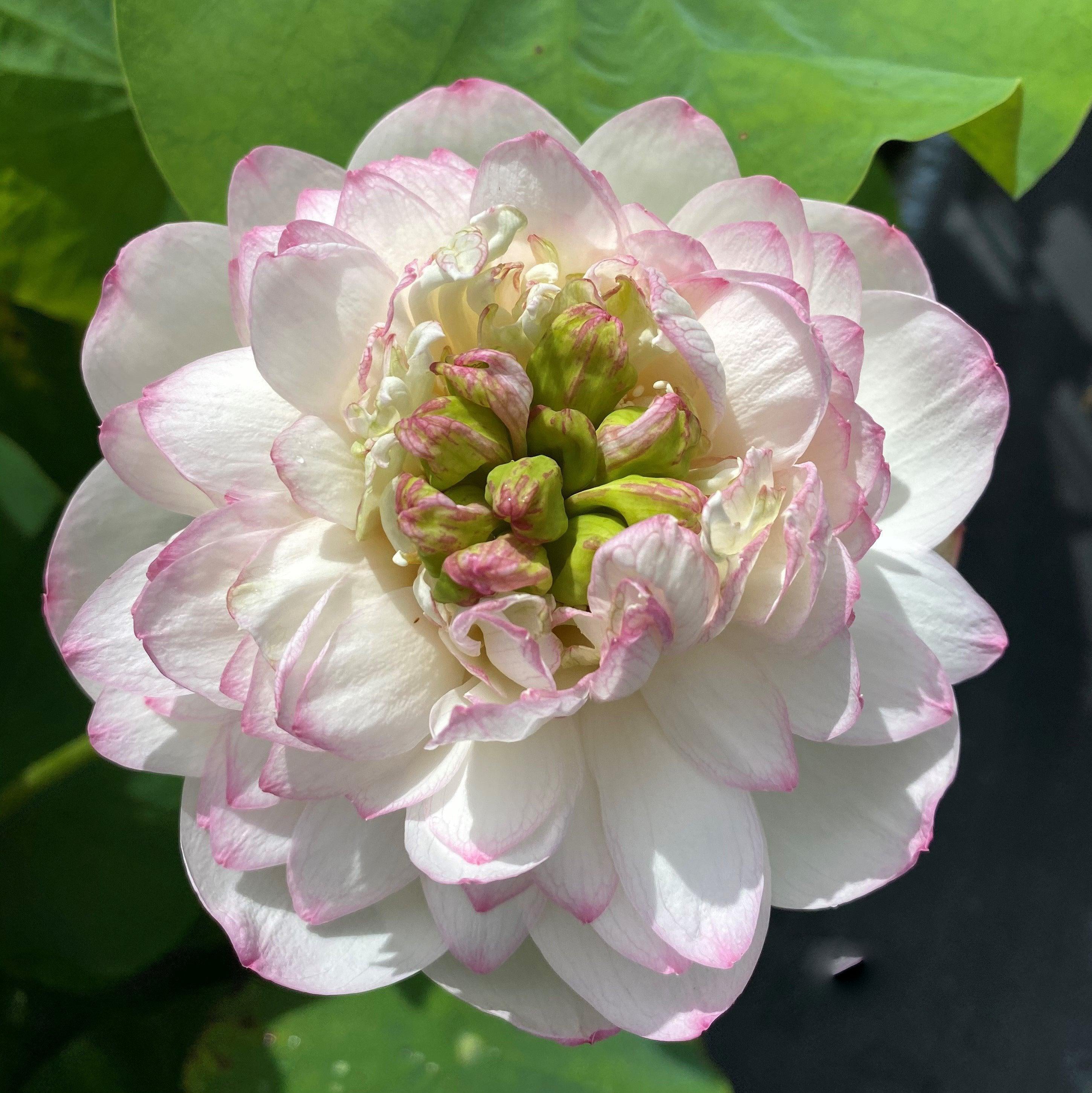Winter Chrysanthemum - A Kiss of Pink Lotus (Bare Root) - Globalnestes