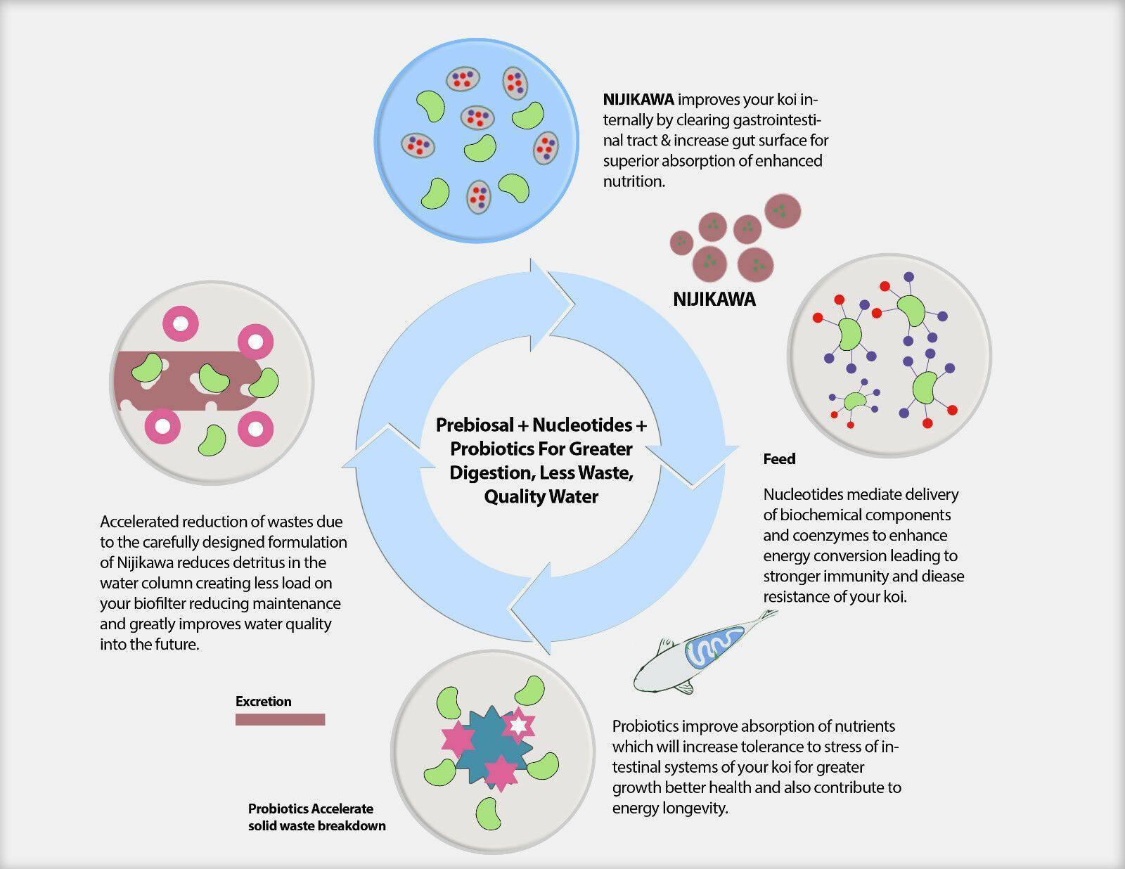 Nijikawa Professional Sinking Pellet Koi Food - Globalnestes