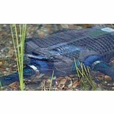 OASE AquaMax Eco Premium - Globalnestes