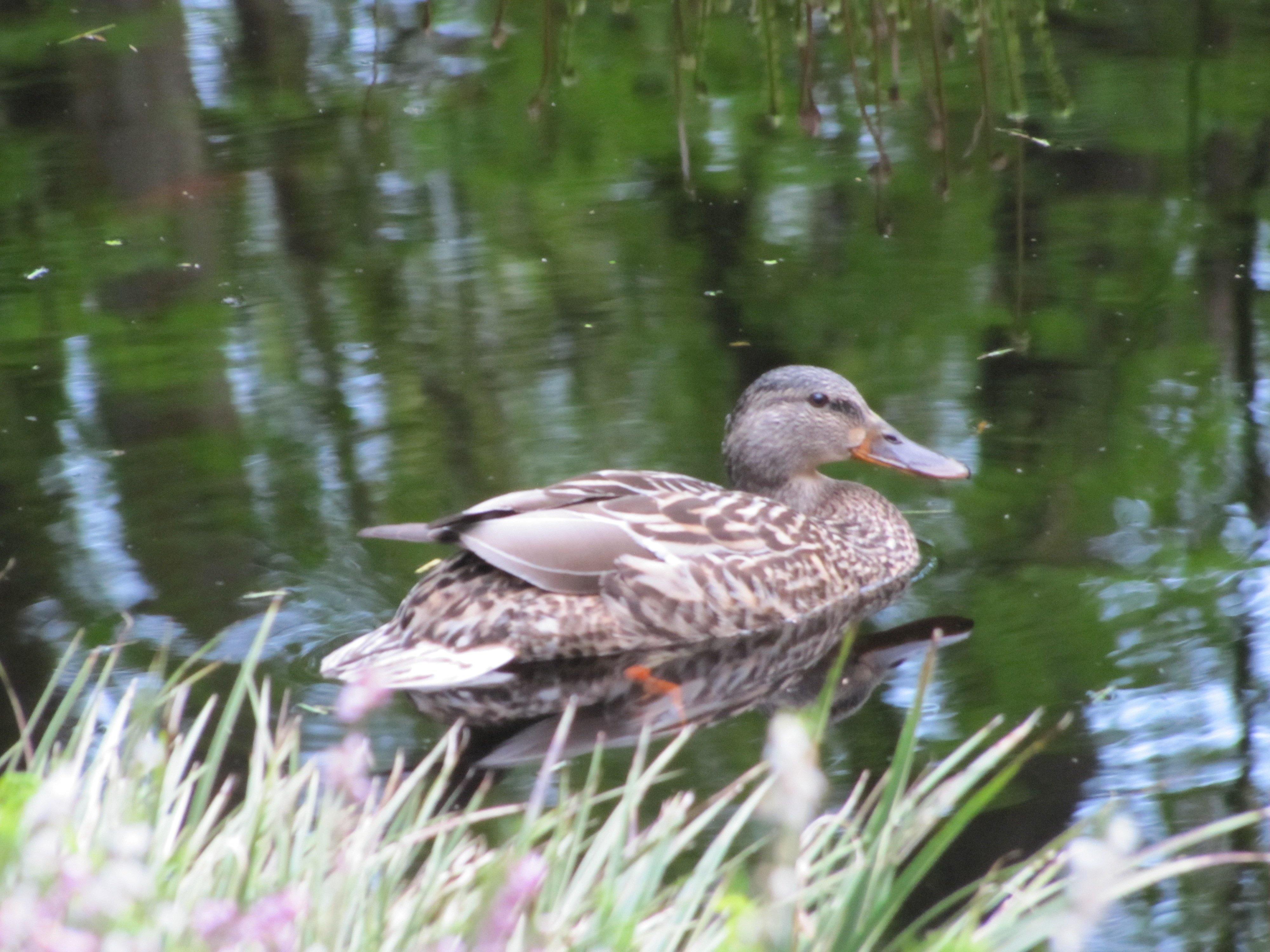 Article 02: The Pond Life - What is a Pond?, by Jeff Richardson - Globalnestes