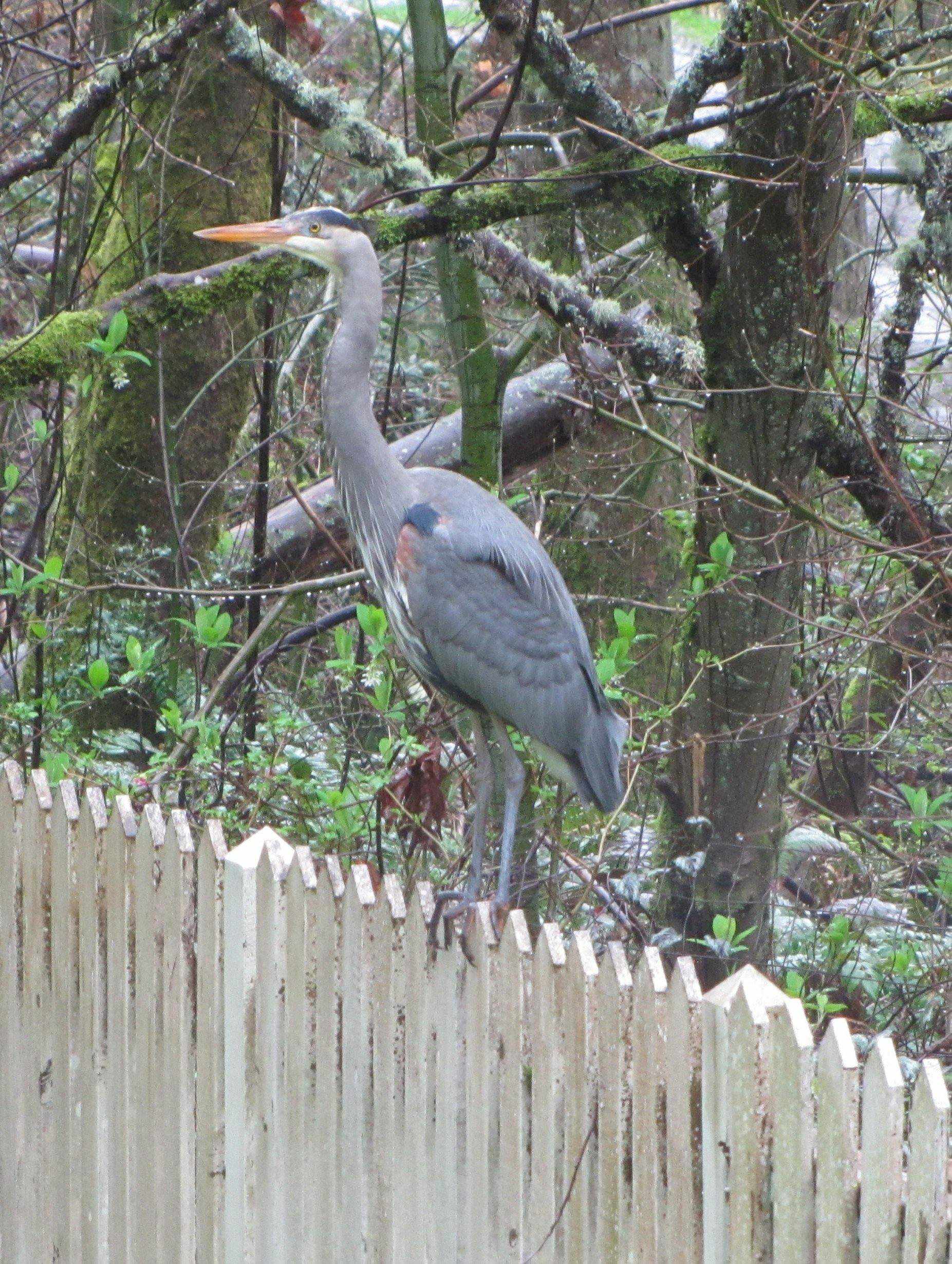 Article 28: Pond Flora and Fauna – Wildlife, by Jeff Richardson - Globalnestes