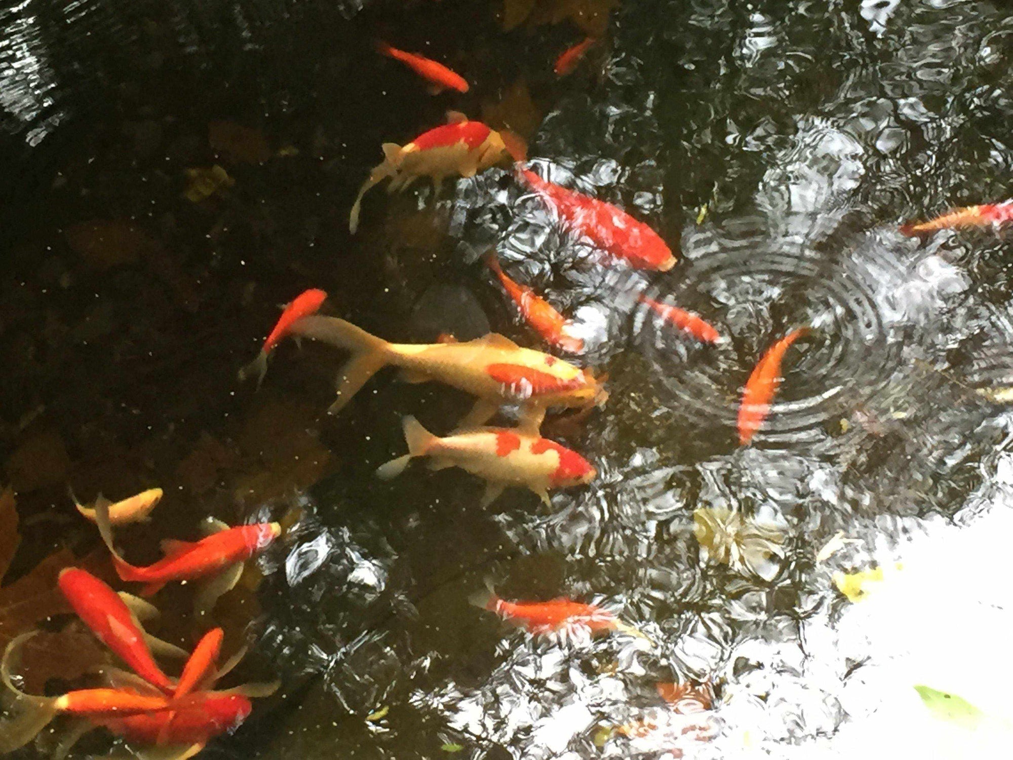 Article 29: Pond Flora and Fauna – Koi and Goldfish Basics, by Jeff Richardson - Globalnestes