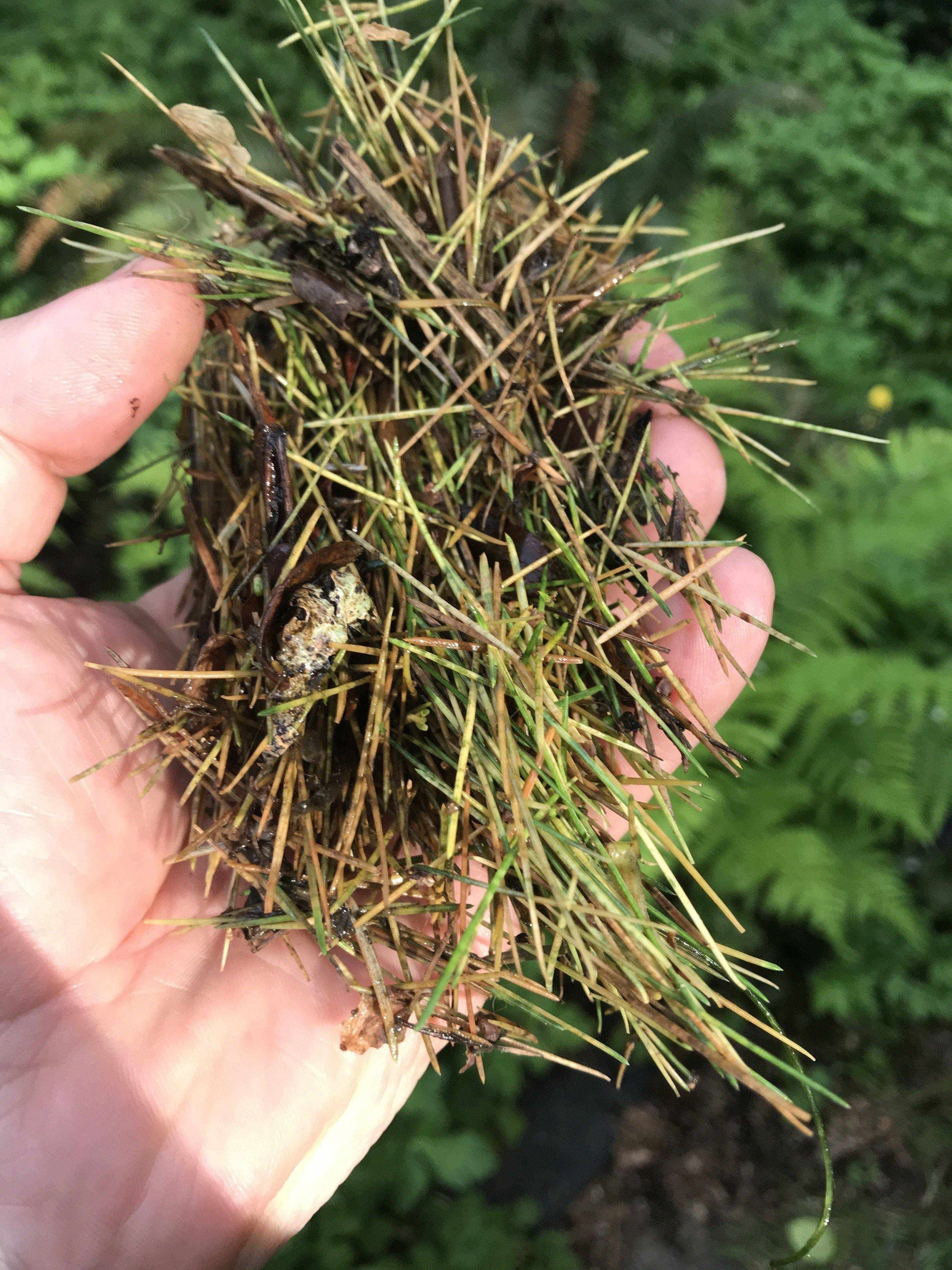 Article 37: Annual Pond Care - Cleaning Filters, by Jeff Richardson - Globalnestes