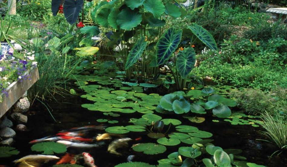 Best Pond Plants for Shady Areas - Globalnestes
