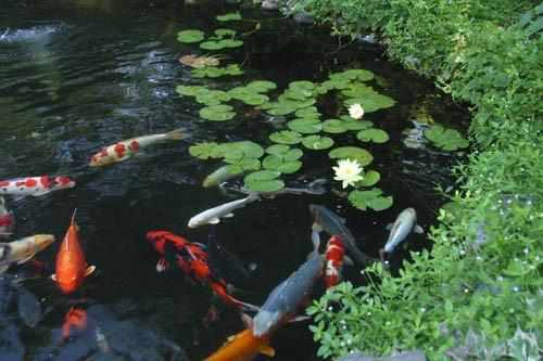 How to Keep Your Summer Pond Healthy - Globalnestes