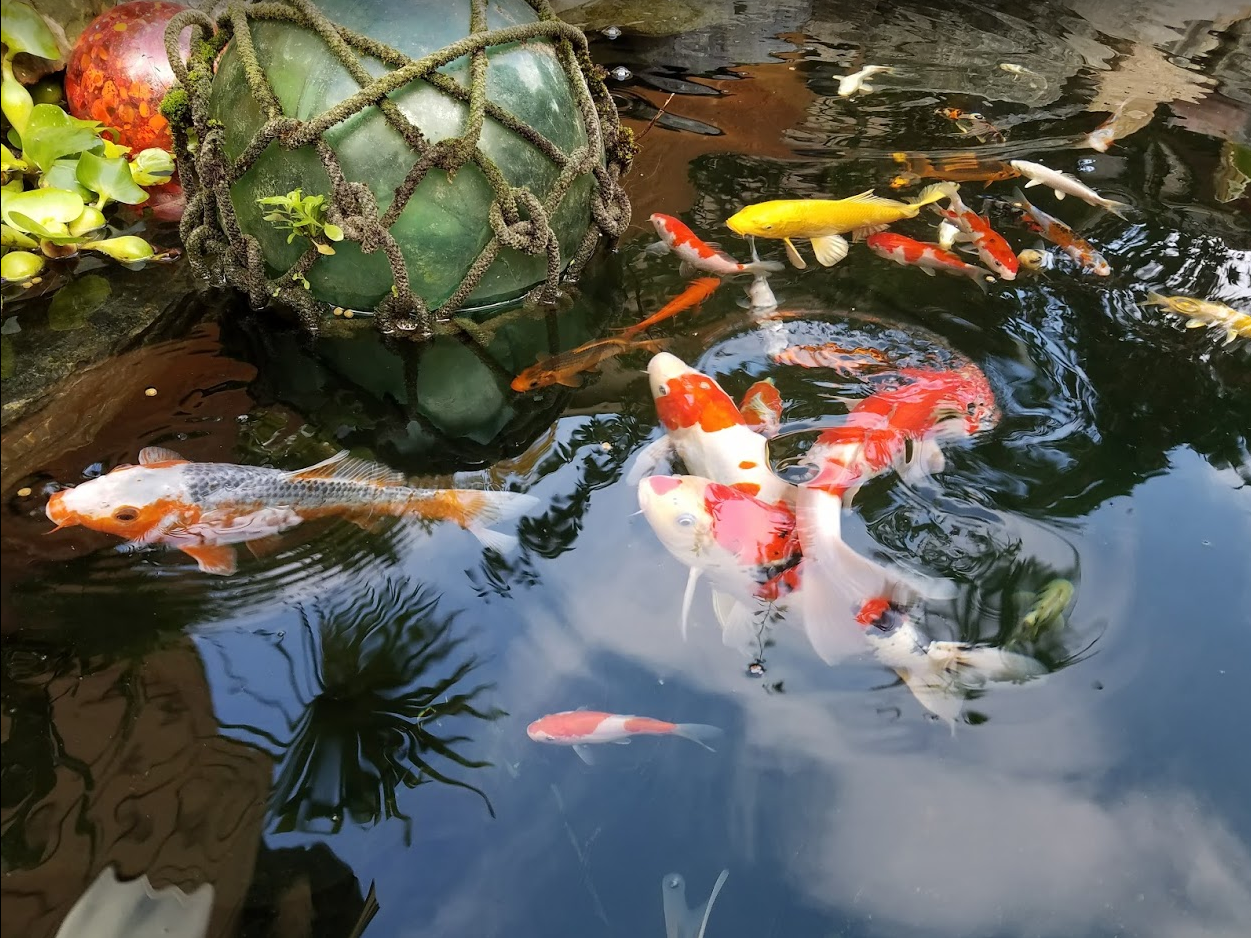 Play It Koi's Pond - Details from the Pond Tour - Globalnestes