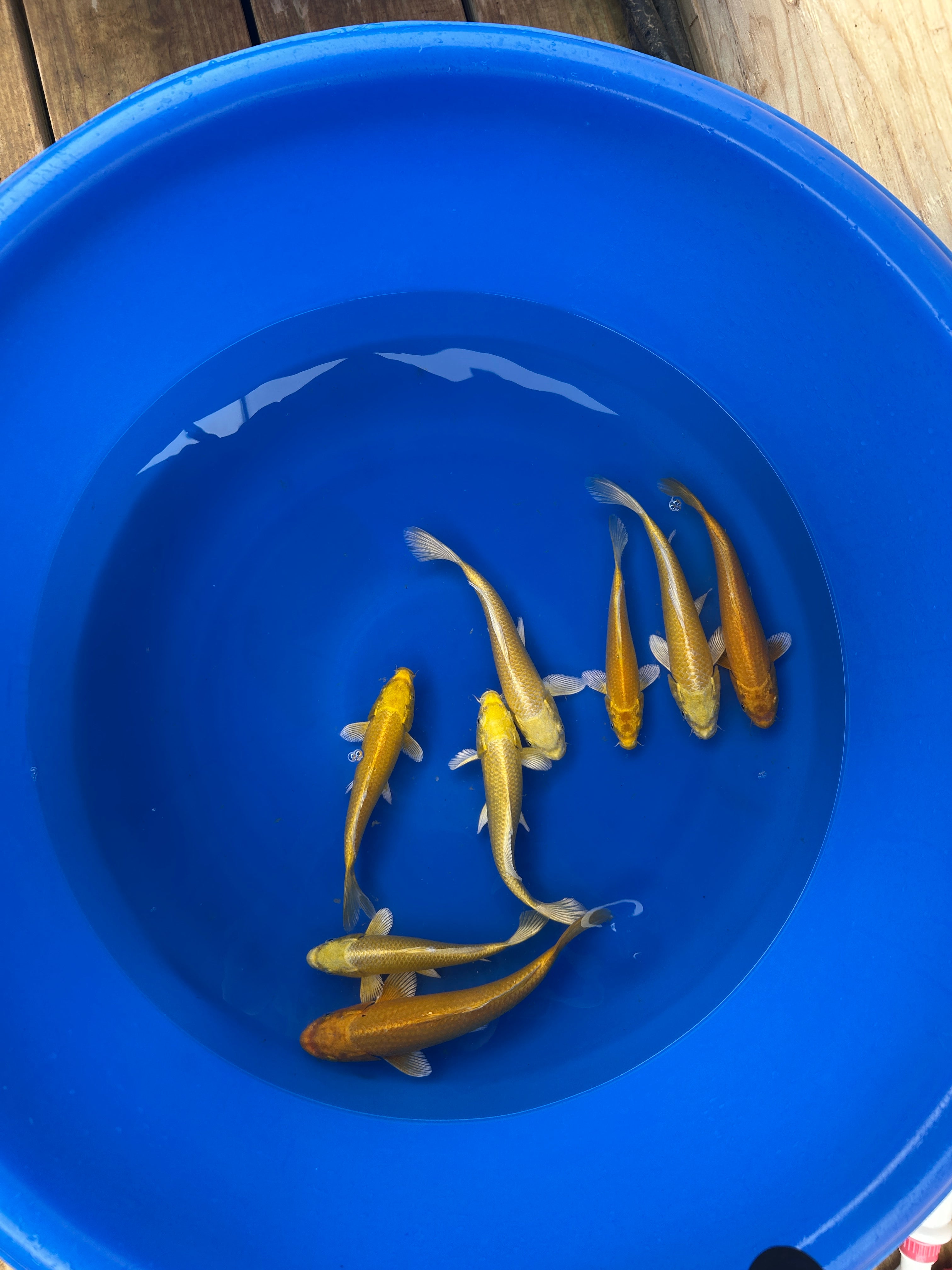 Premium Yamabuki Ogon (山吹黄金) – Golden Yellow Metallic - Japanese Koi Fish Package