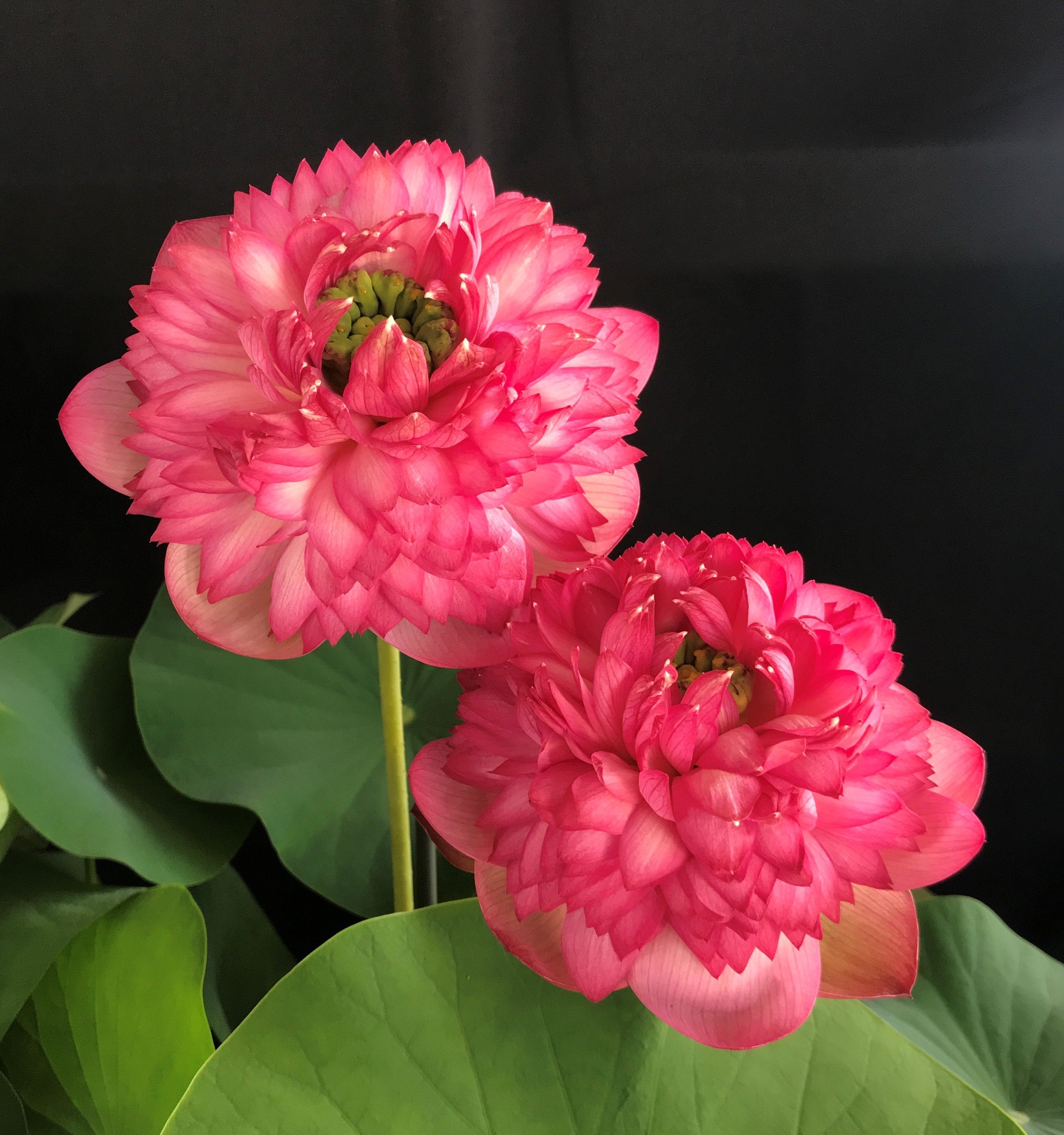 2020 Tower of Day and Night - Ten Mile Creek Nursery