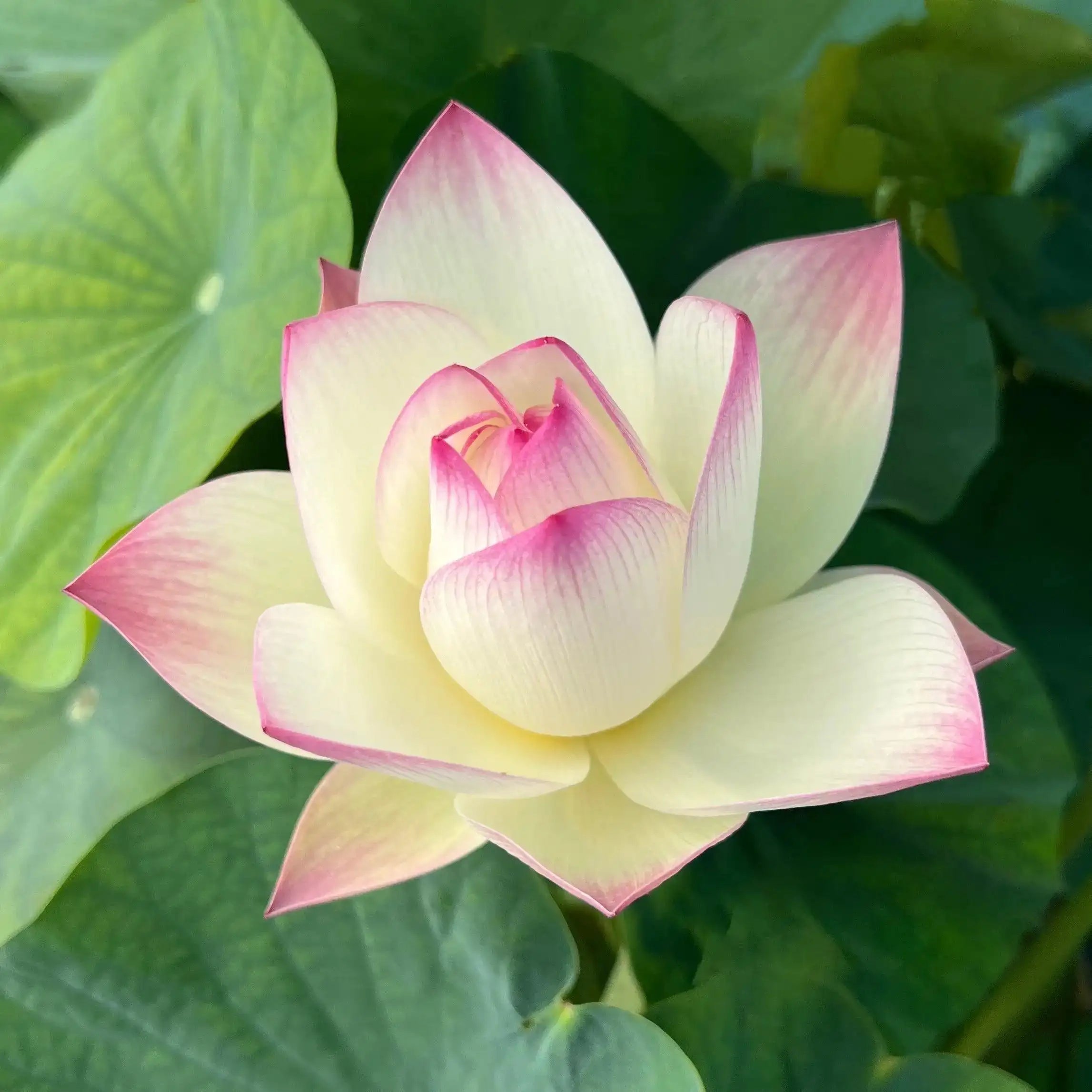 2024 Beauty Gui Lotus (Bare Root) - Globalnestes