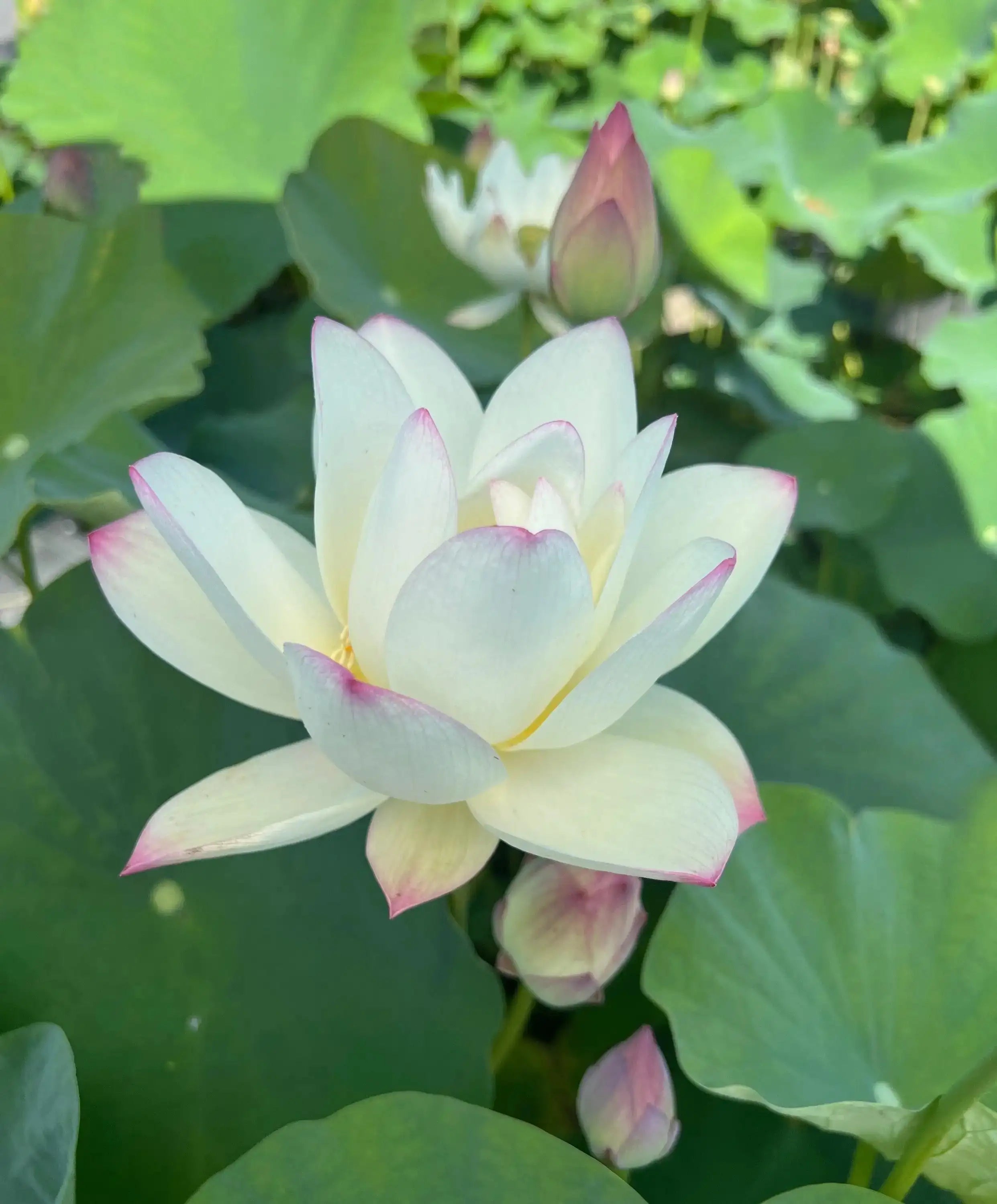 2024 Beauty Gui Lotus (Bare Root) - Globalnestes