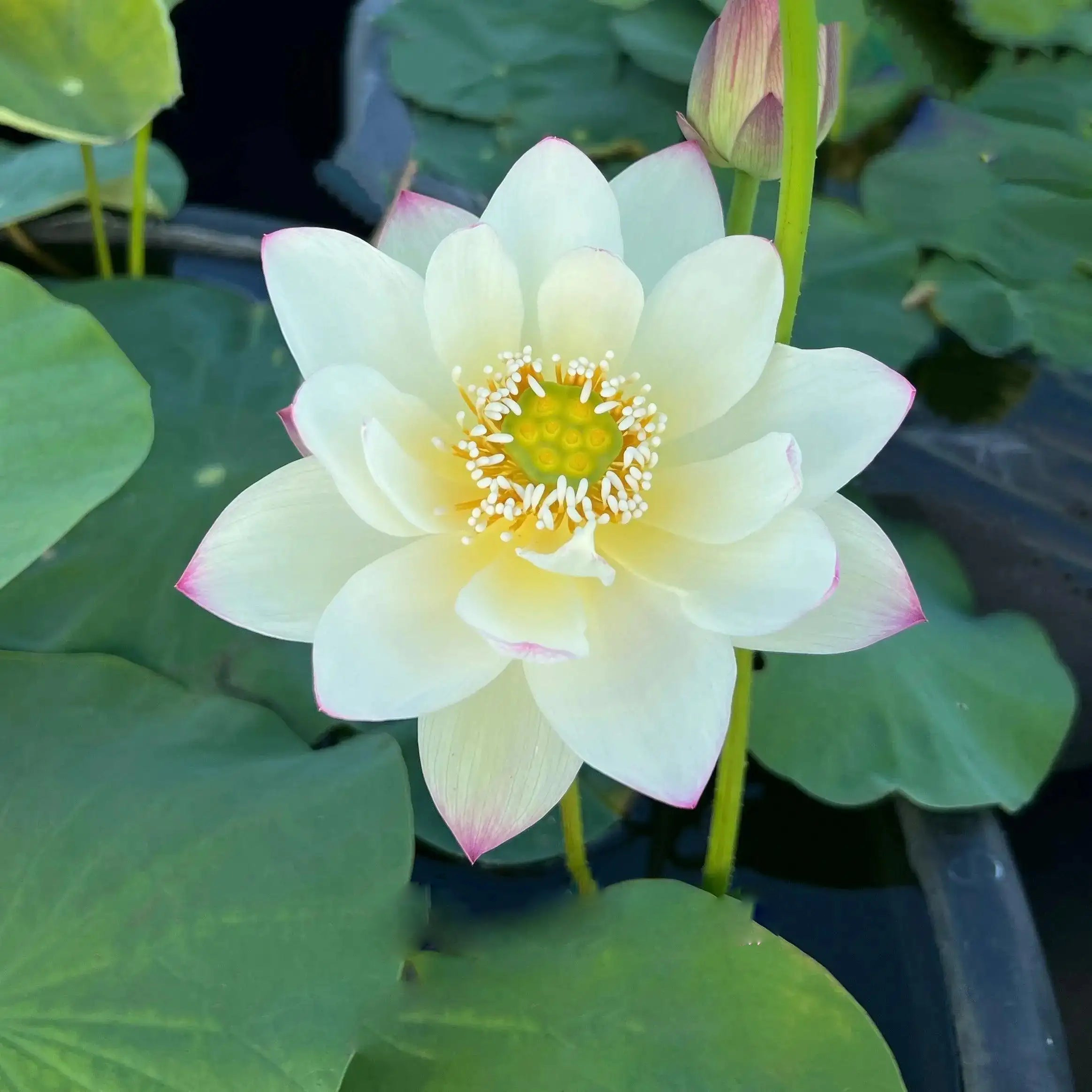 2024 Beauty Gui Lotus (Bare Root) - Globalnestes