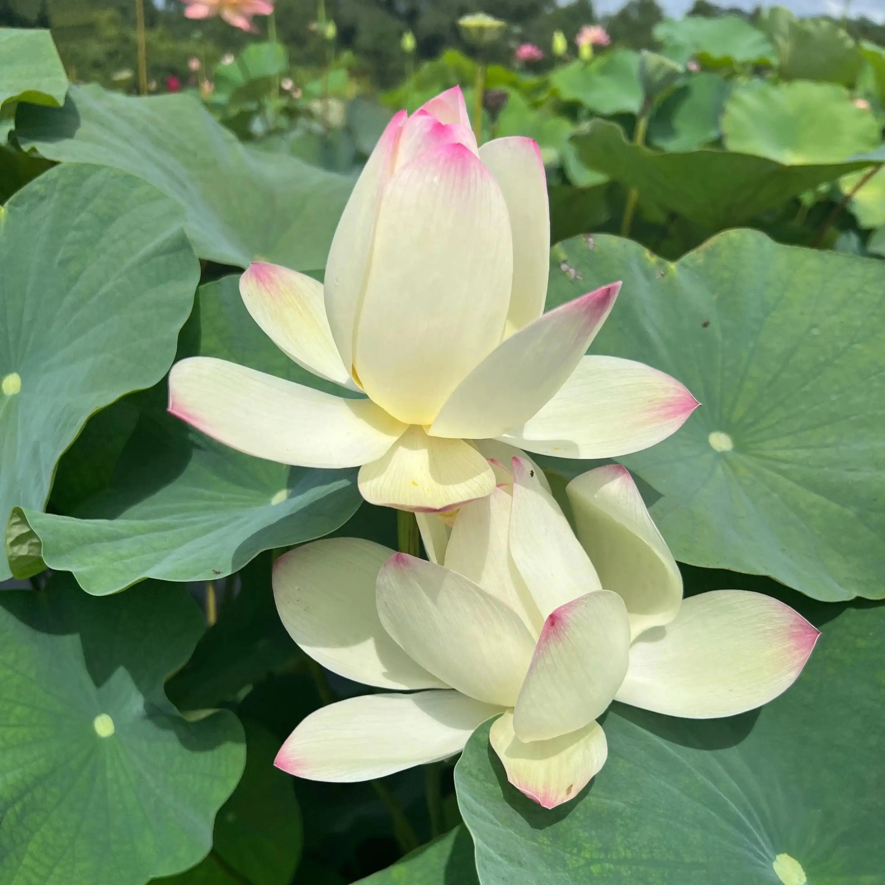 2024 Beauty Gui Lotus (Bare Root) - Globalnestes