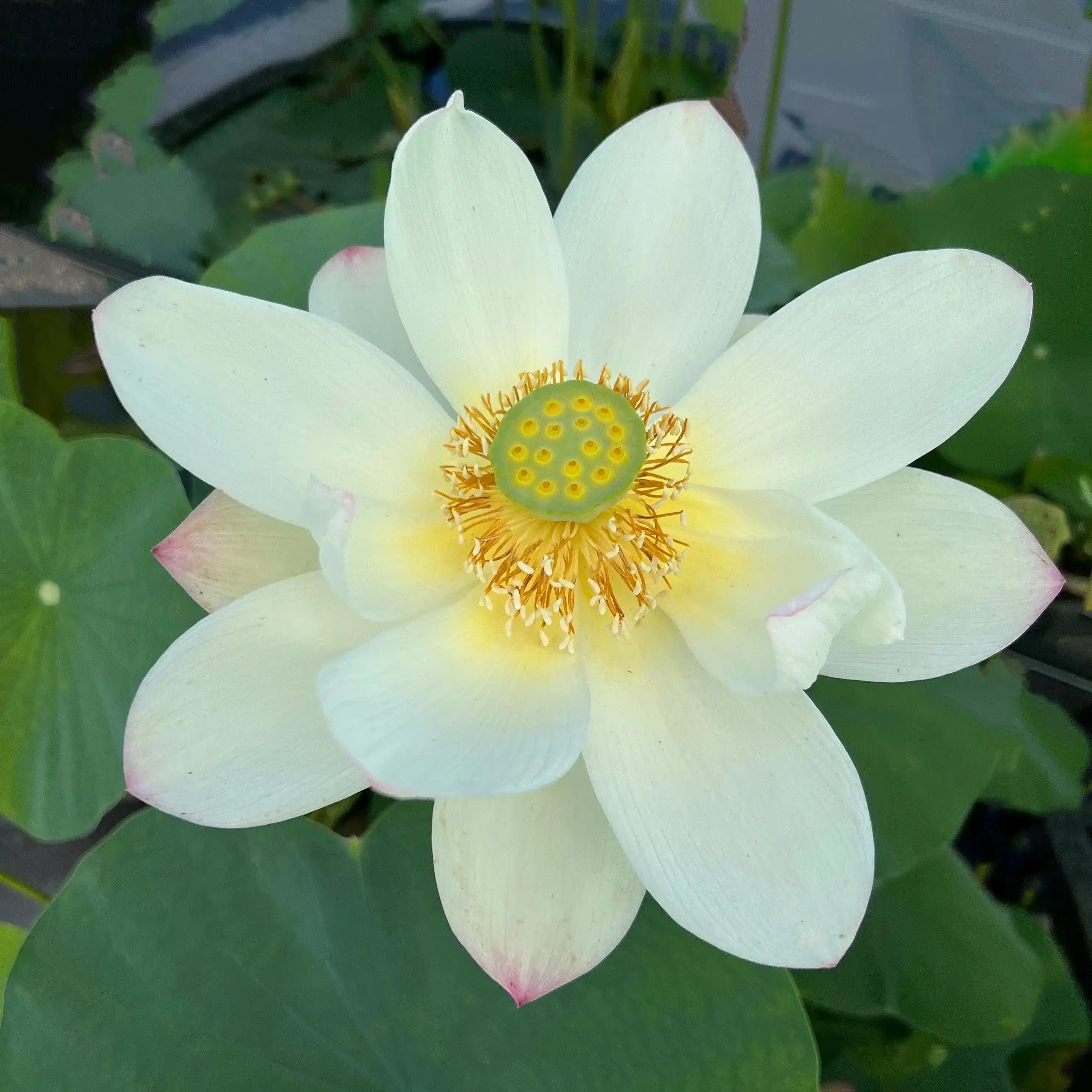 2024 Beauty Gui Lotus (Bare Root) - Globalnestes