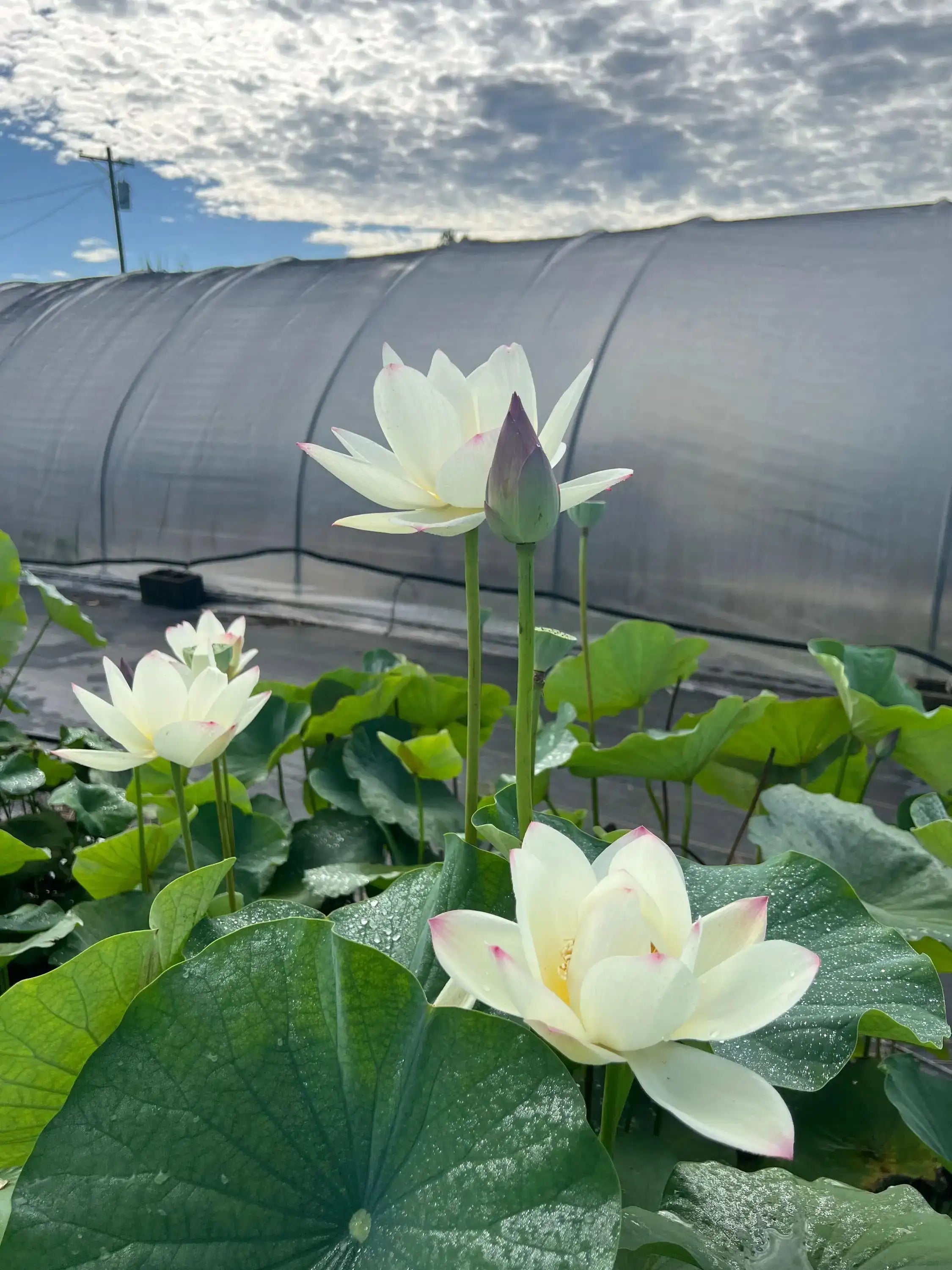 2024 Beauty Gui Lotus (Bare Root) - Globalnestes