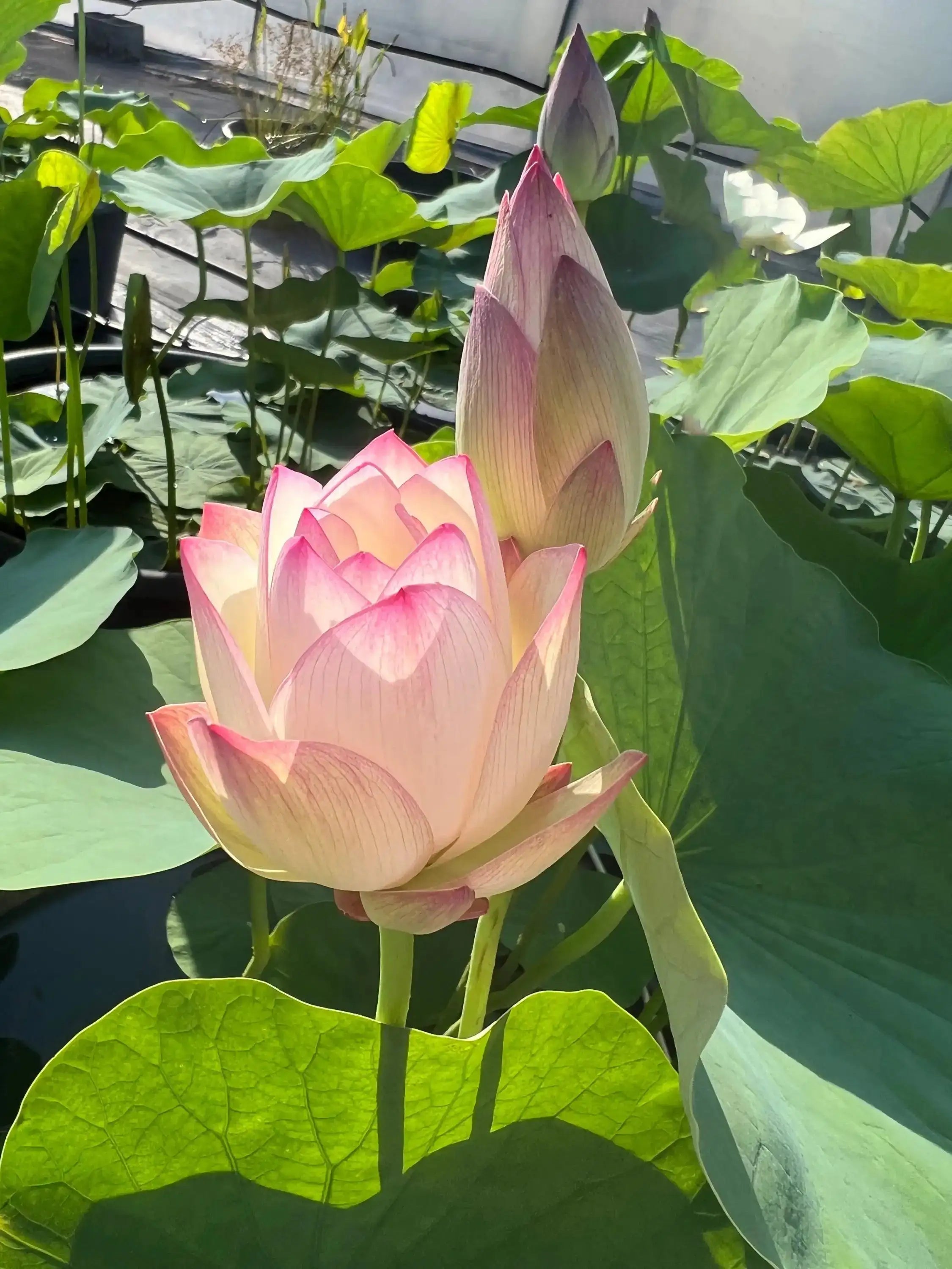 2024 Beauty Gui Lotus (Bare Root) - Globalnestes