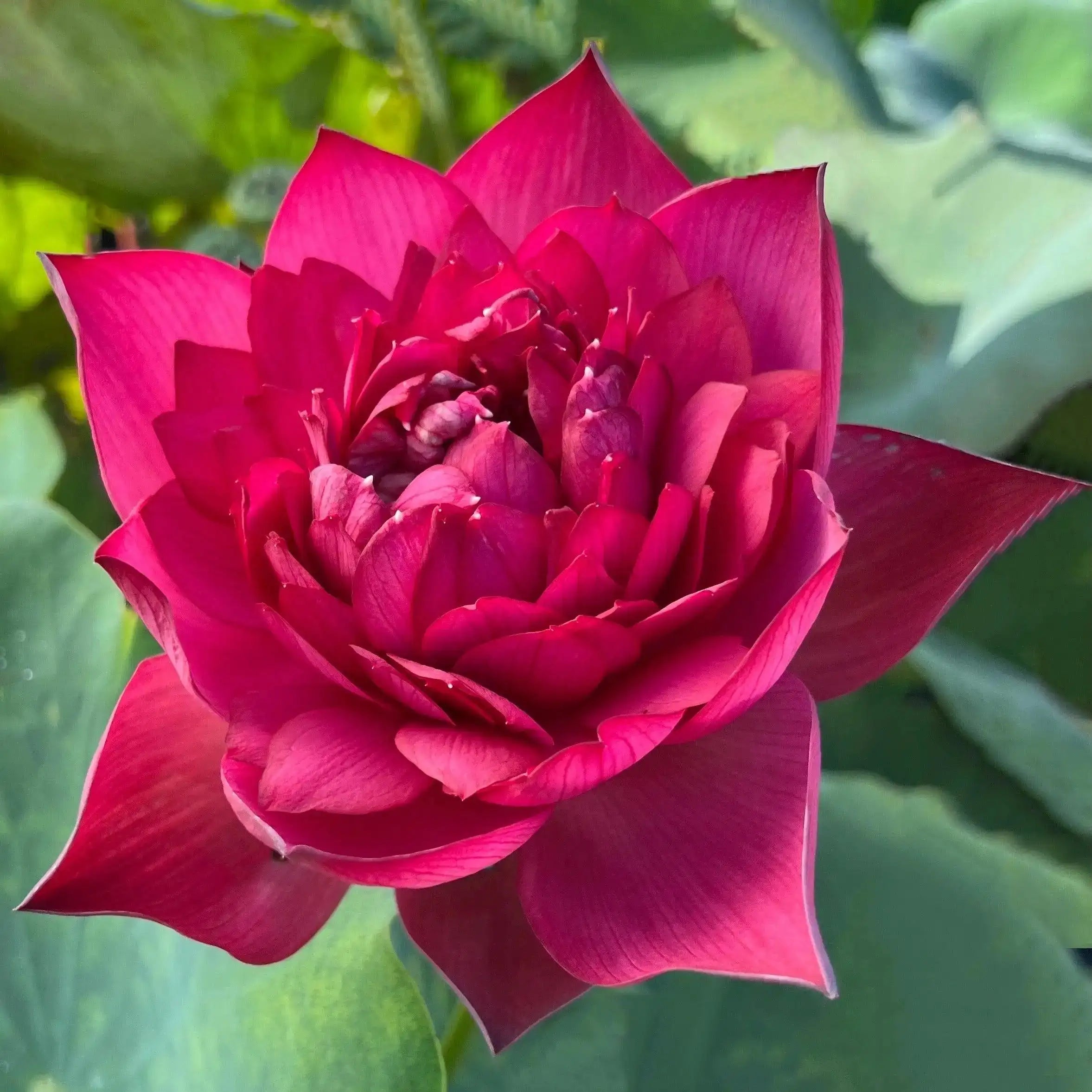 2024 Beauty in Autumn Lotus (Bare Root) - Globalnestes