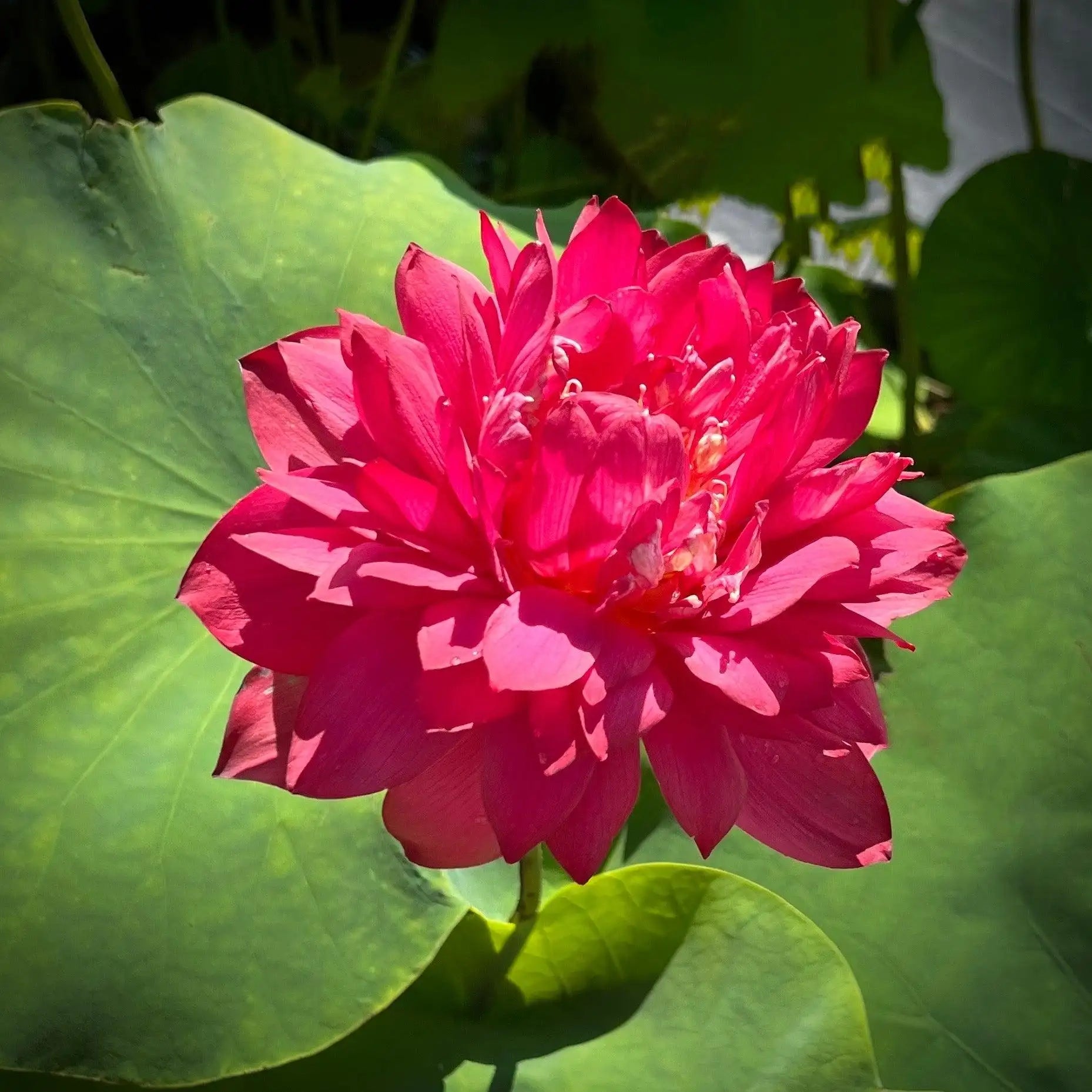 2024 Beauty in Autumn Lotus (Bare Root) - Globalnestes