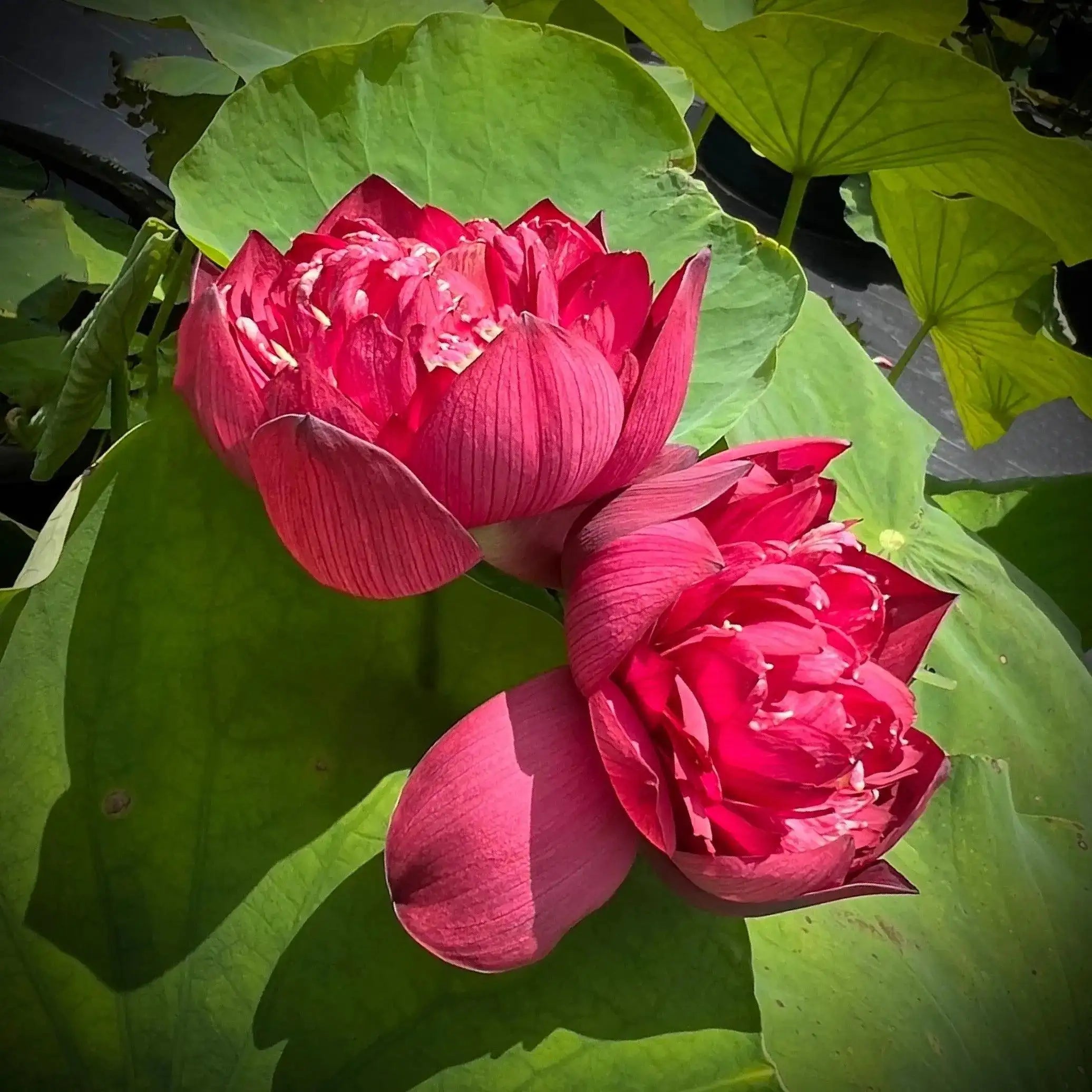 2024 Beauty in Autumn Lotus (Bare Root) - Globalnestes