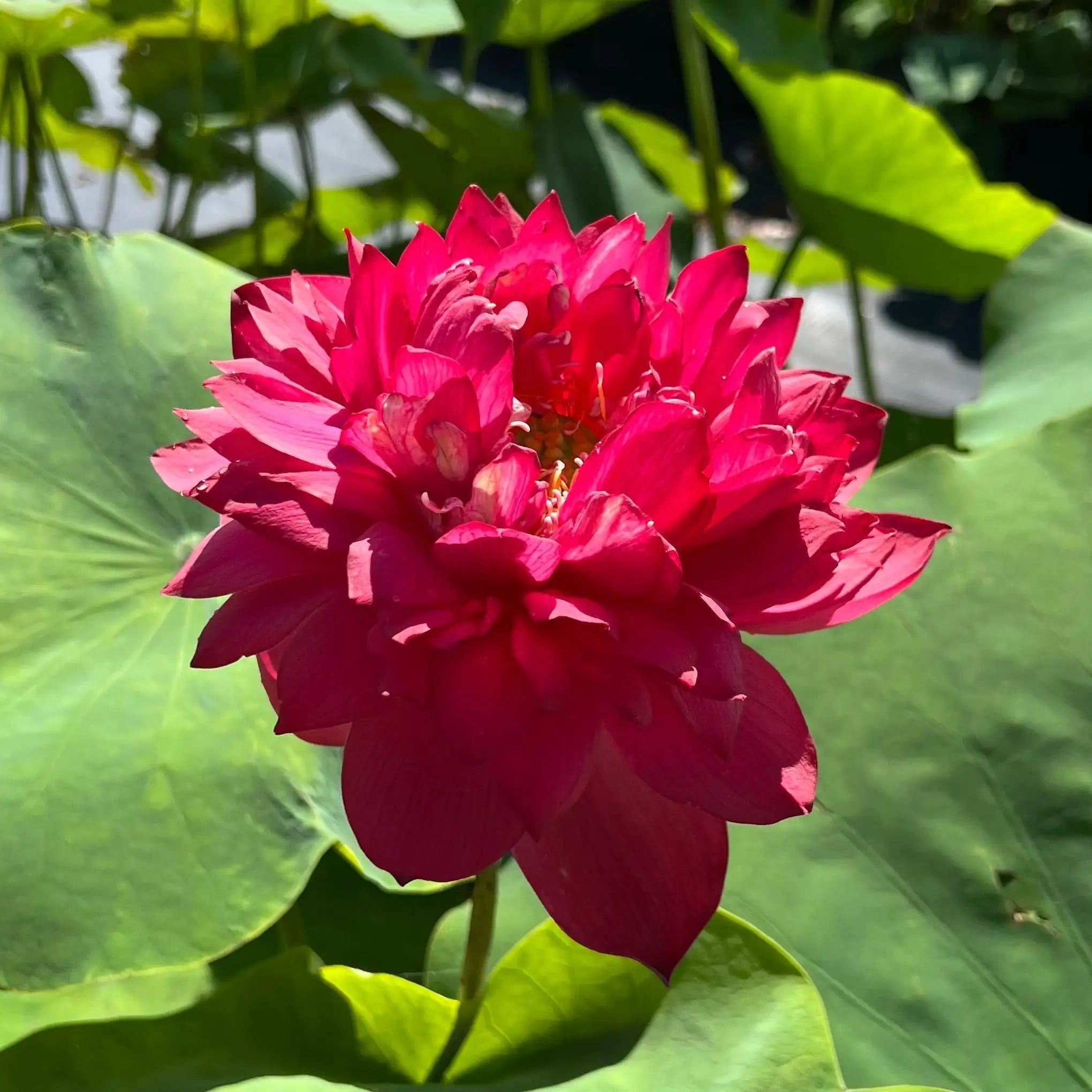 2024 Beauty in Autumn Lotus (Bare Root) - Globalnestes