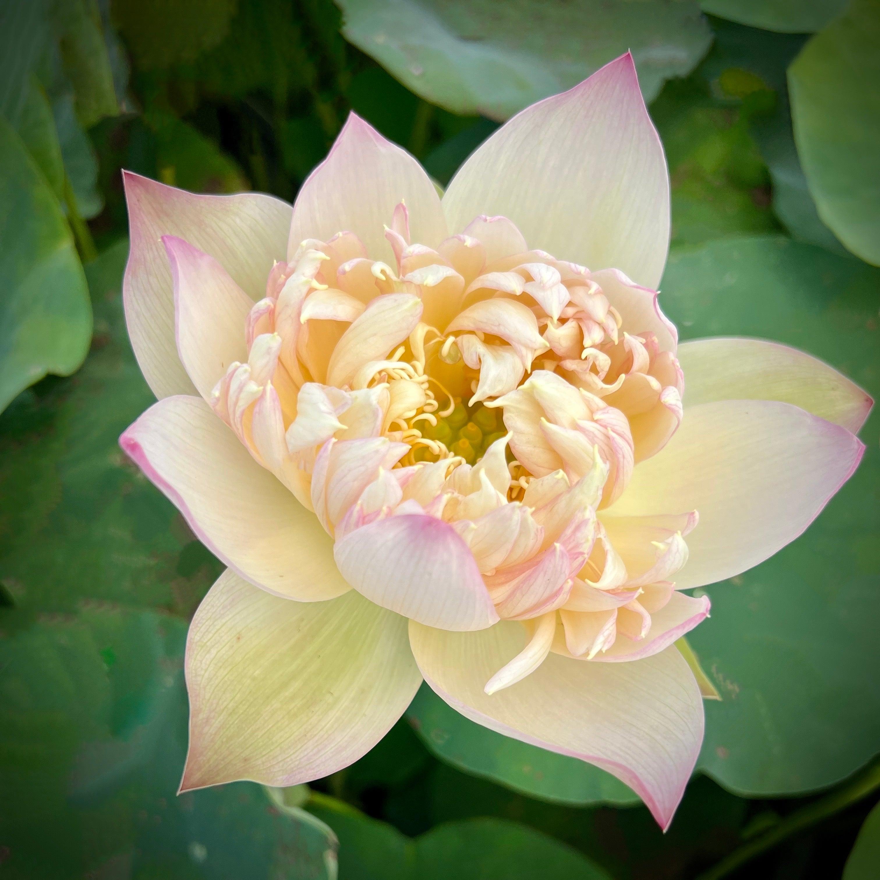2024 Beauty Zang Lotus (Bare Root) - Globalnestes