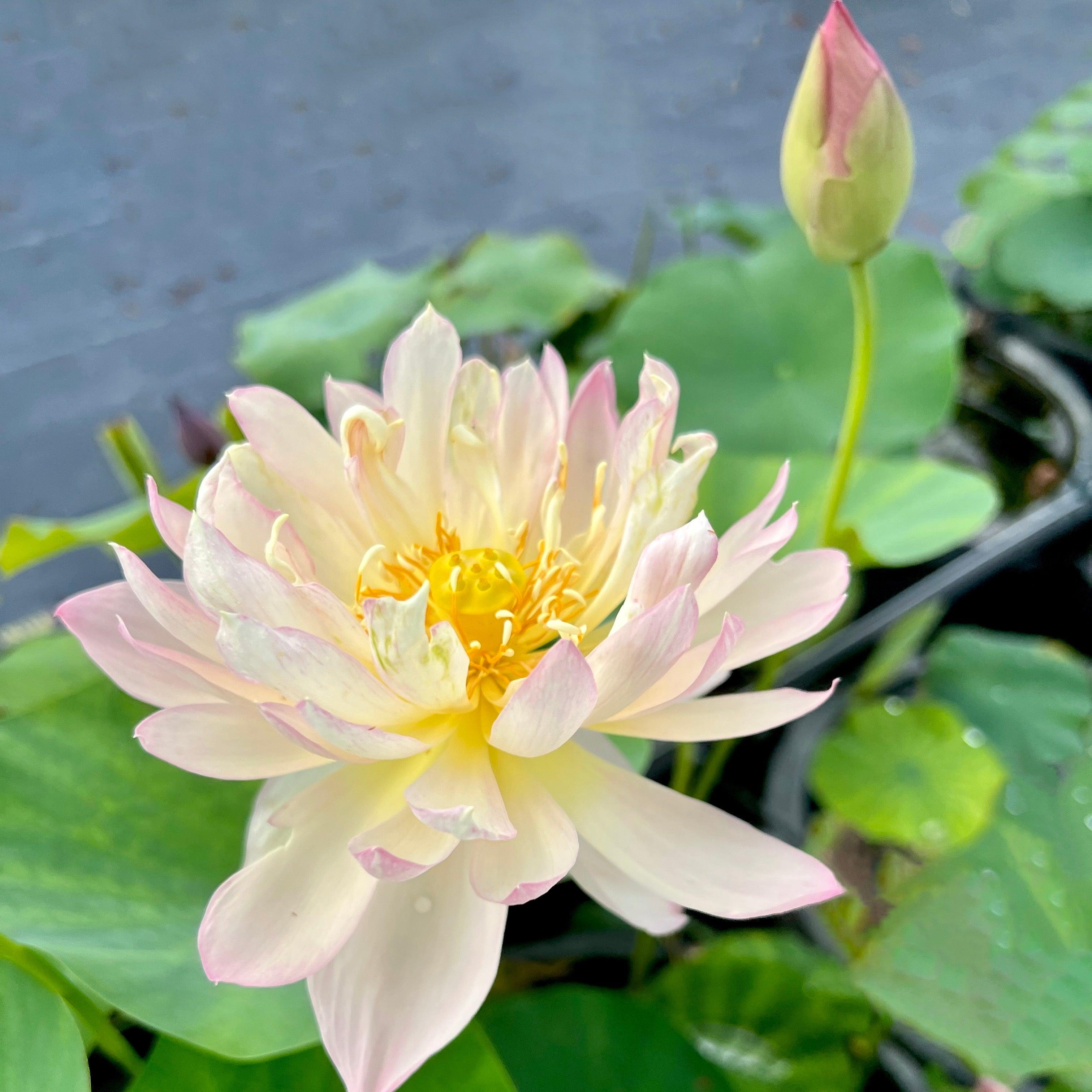 2024 Beauty Zang Lotus (Bare Root) - Globalnestes