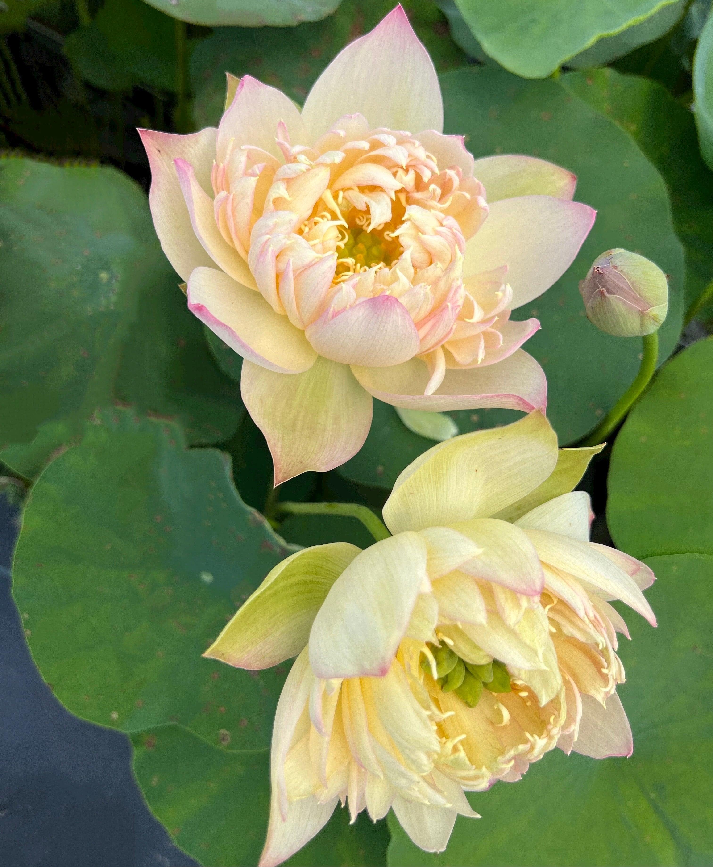 2024 Beauty Zang Lotus (Bare Root) - Globalnestes