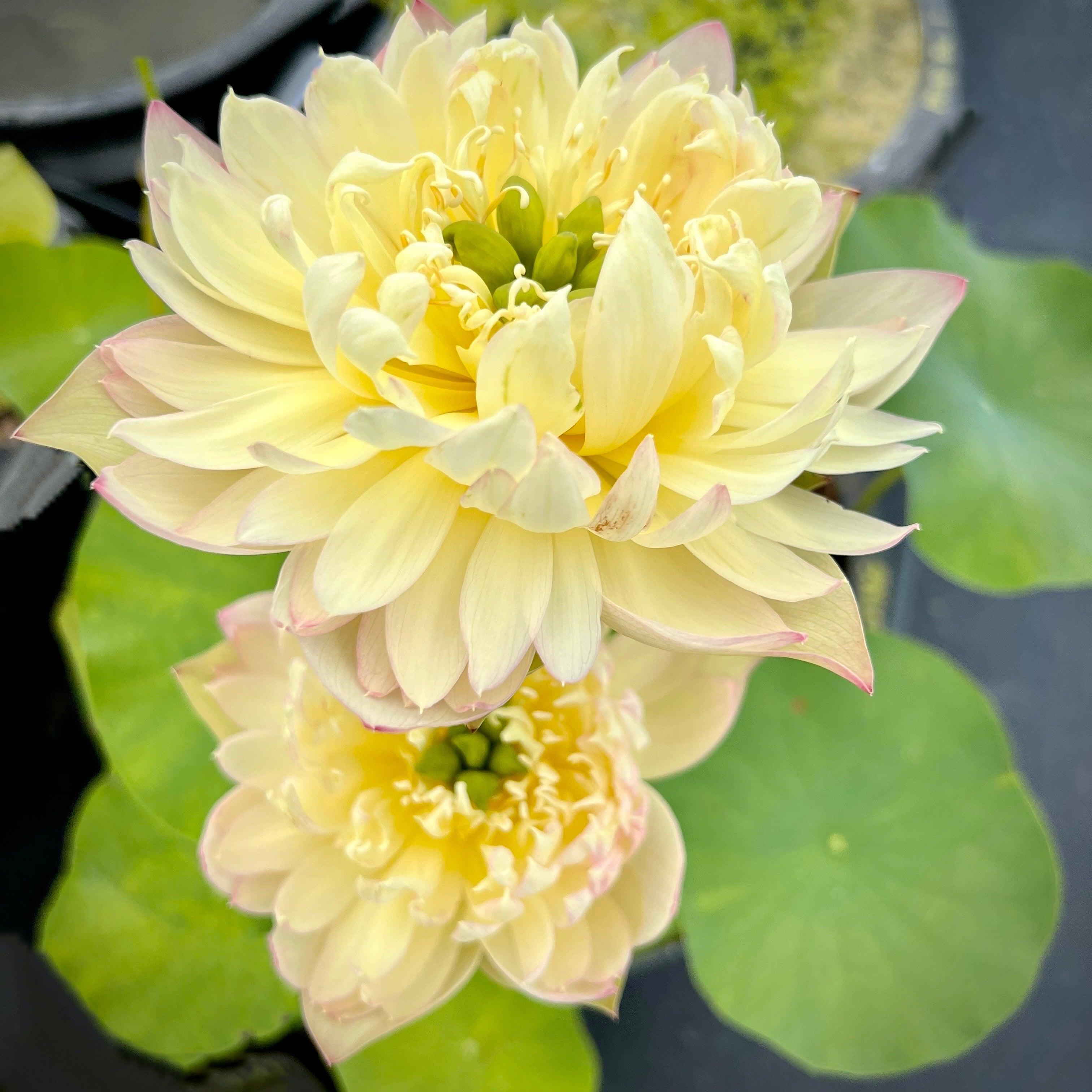 2024 Beauty Zang Lotus (Bare Root) - Globalnestes