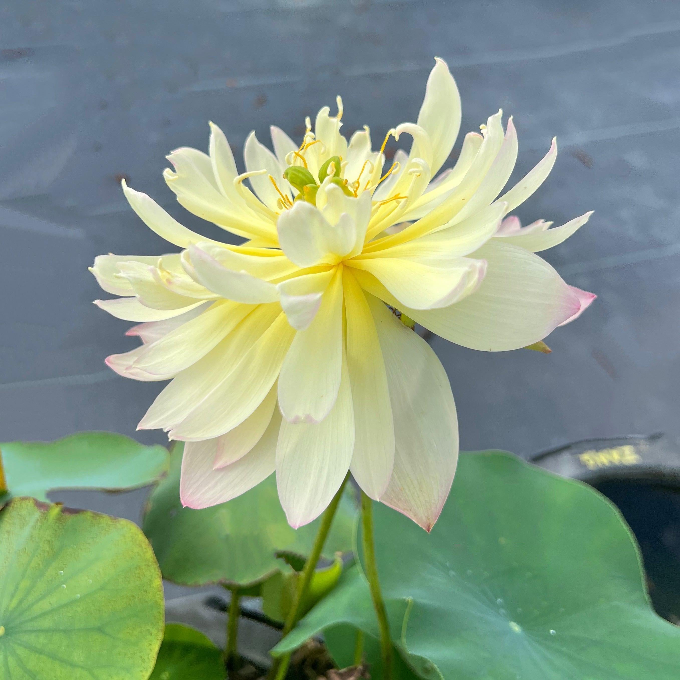 2024 Beauty Zang Lotus (Bare Root) - Globalnestes