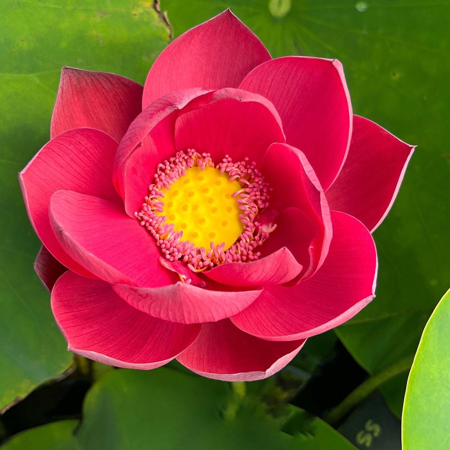 2024 Happy Lover Lotus (Bare Root) - Globalnestes