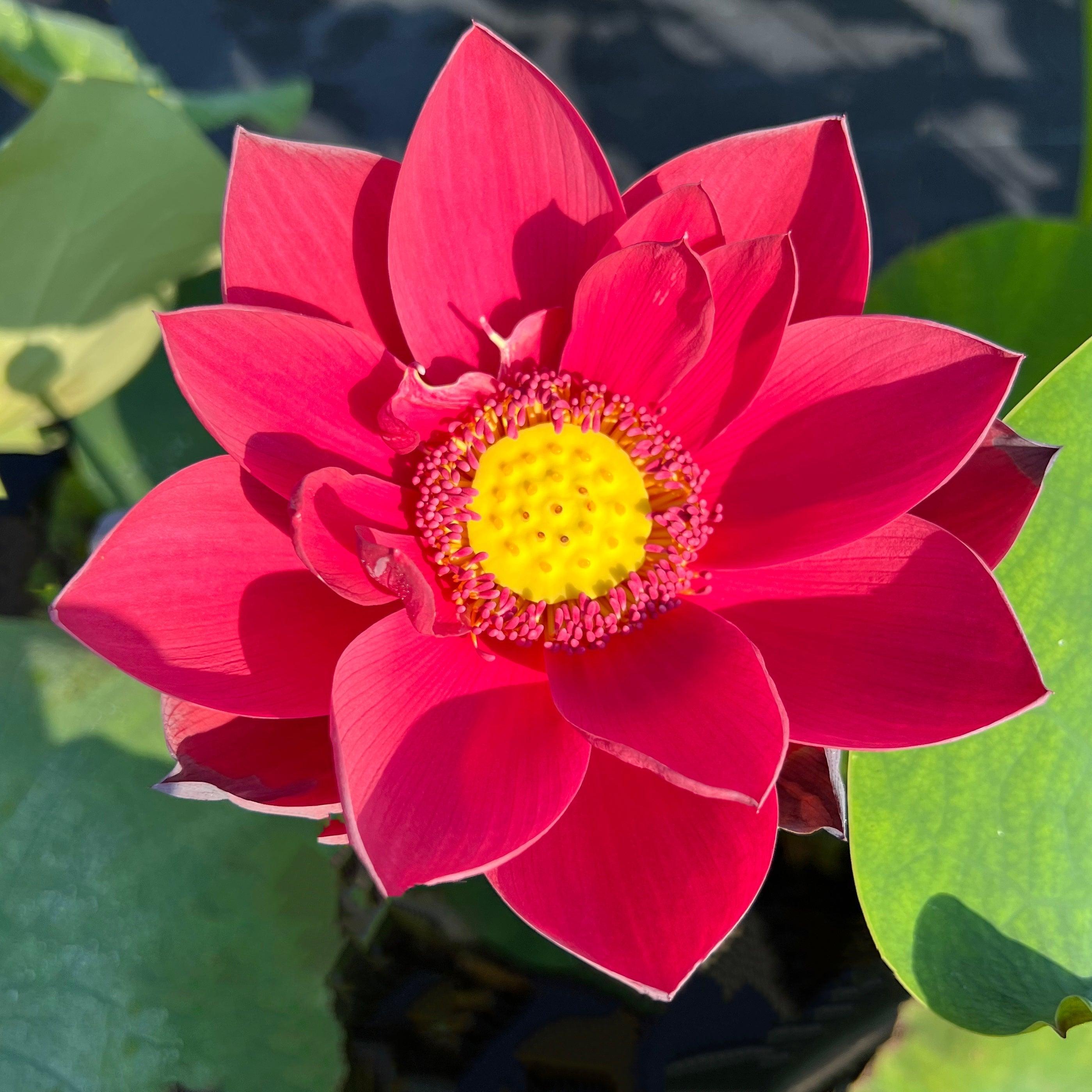 2024 Happy Lover Lotus (Bare Root) - Globalnestes