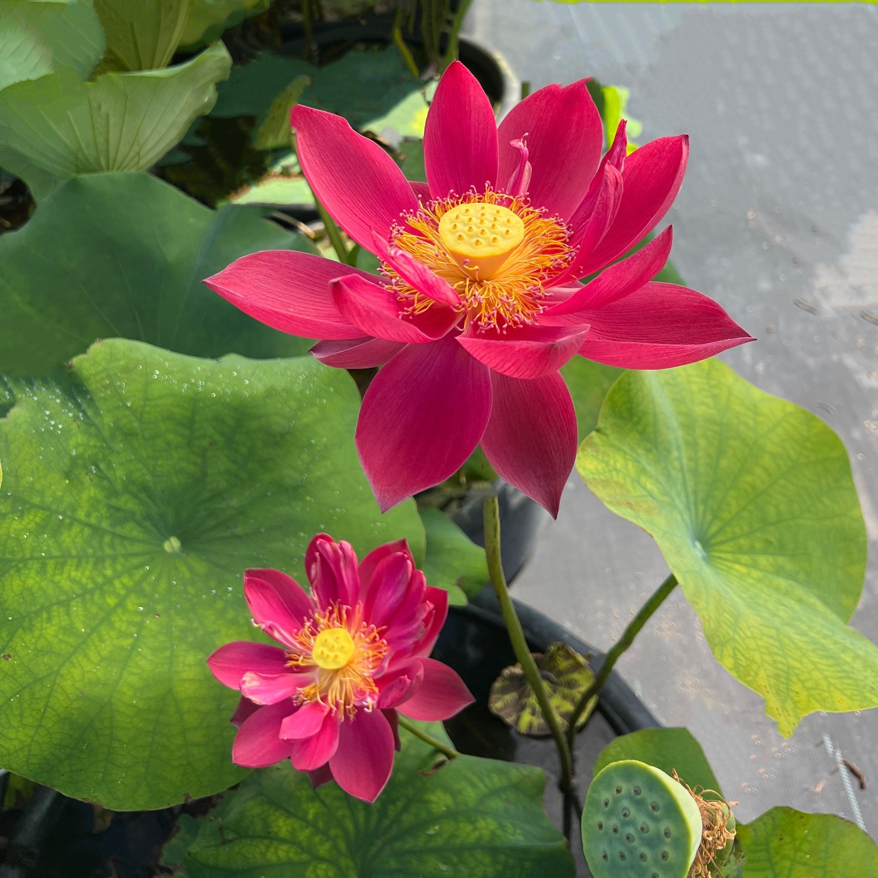 2024 Happy Lover Lotus (Bare Root) - Globalnestes